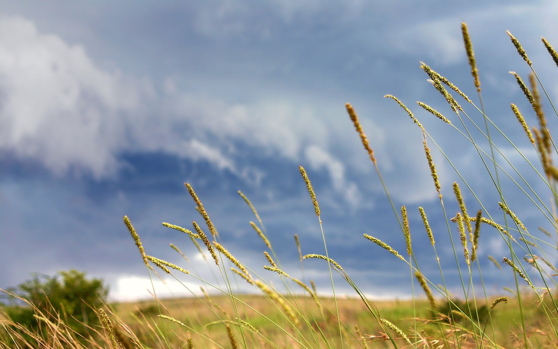green color, landscape, land, leafed, field, 1080P, timothy grass, nature, sunlight, blade of grass, cloud - sky, overcast, grasses, tranquil scene, beauty in nature, HD Wallpaper