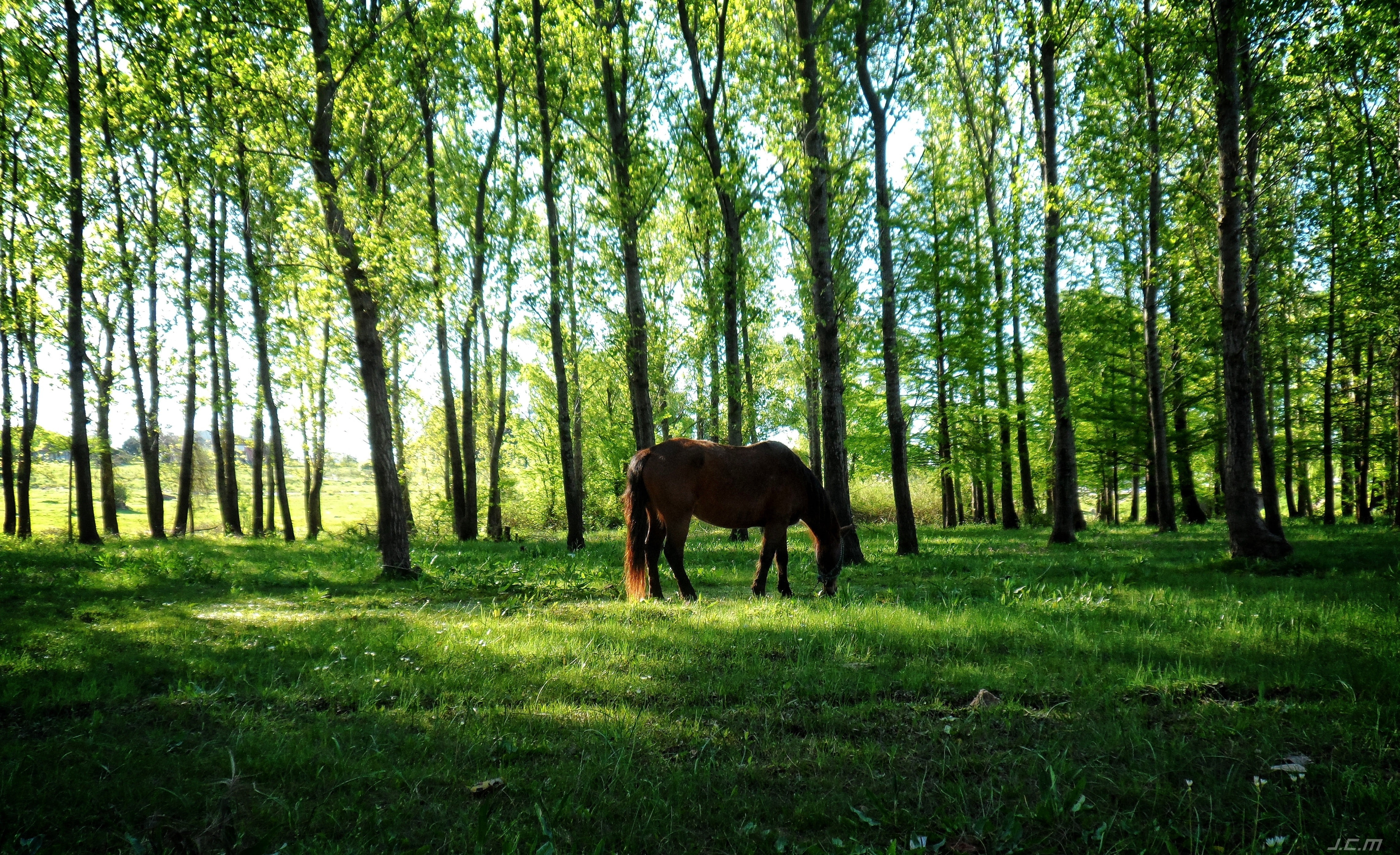trees, horse, animal themes, land, tree, outdoors, animal wildlife, forest, no people, growth, Uruguay, domestic, vertebrate, green color, grass, livestock, HD Wallpaper