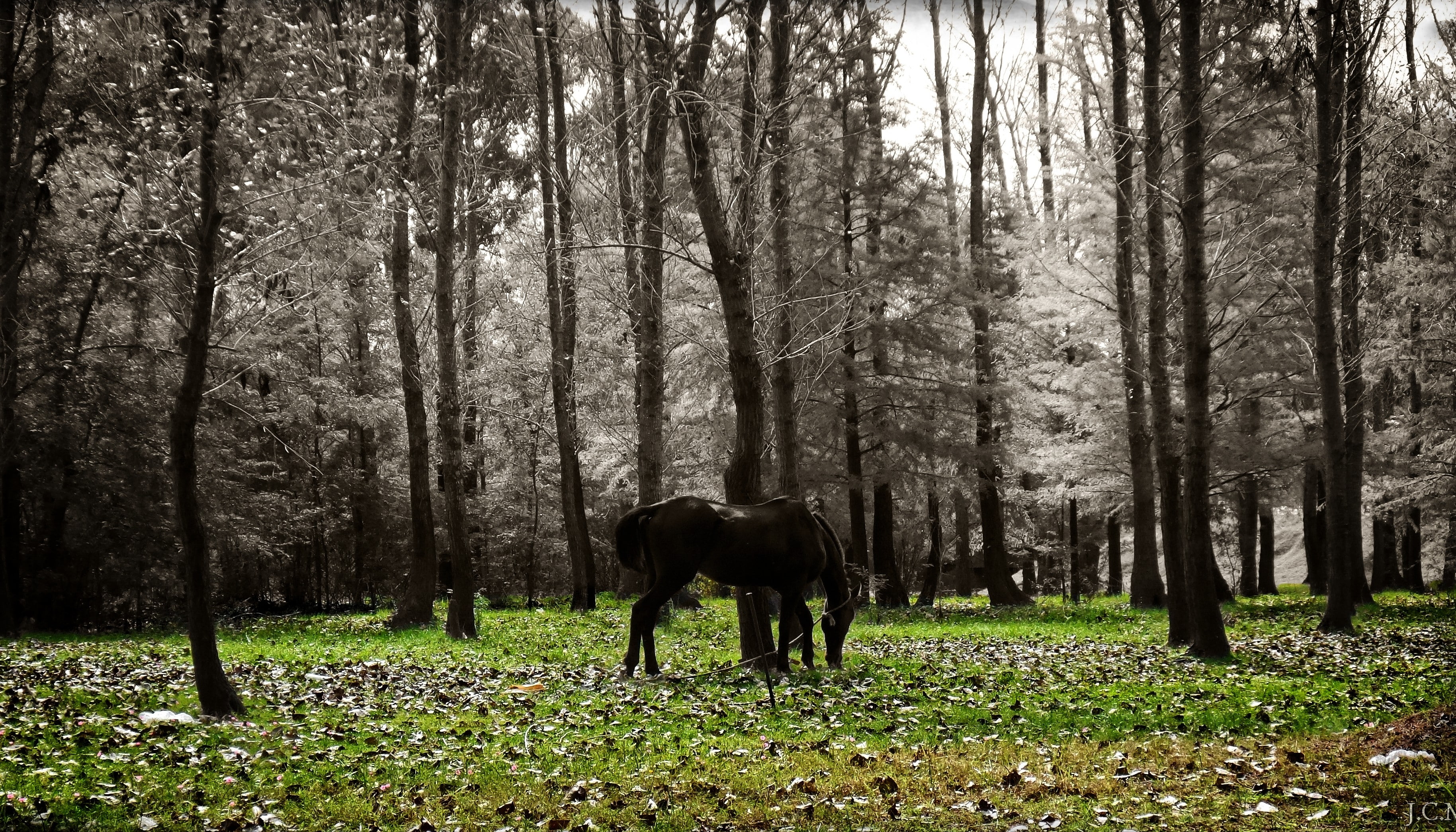 horse, 2K, Uruguay, animals, HD Wallpaper