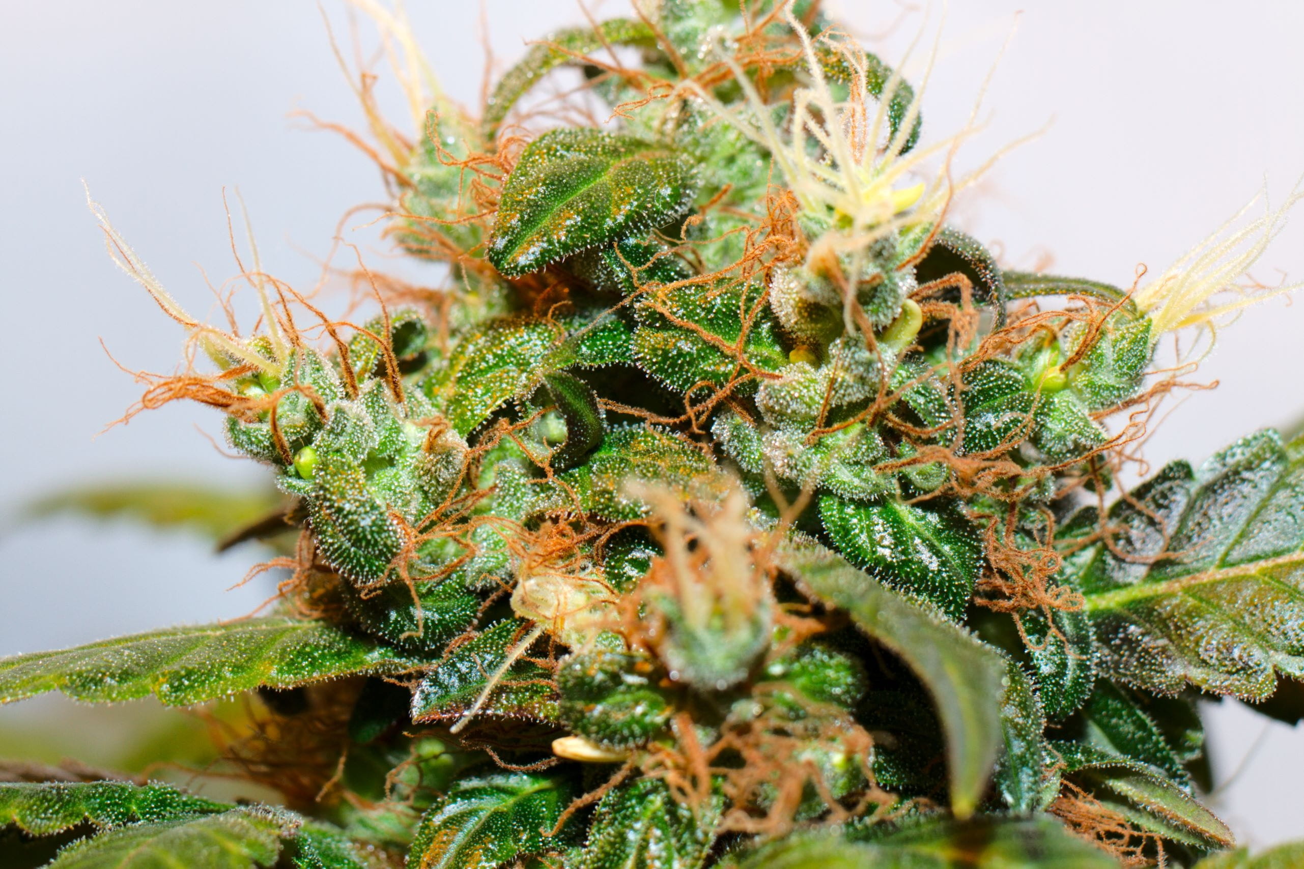 food and drink, Bloom, nature, uruguay, healthcare and medicine, 2K, cannabis plant, herb, focus on foreground, Blossom, plant part, marijuana - herbal cannabis, HD Wallpaper