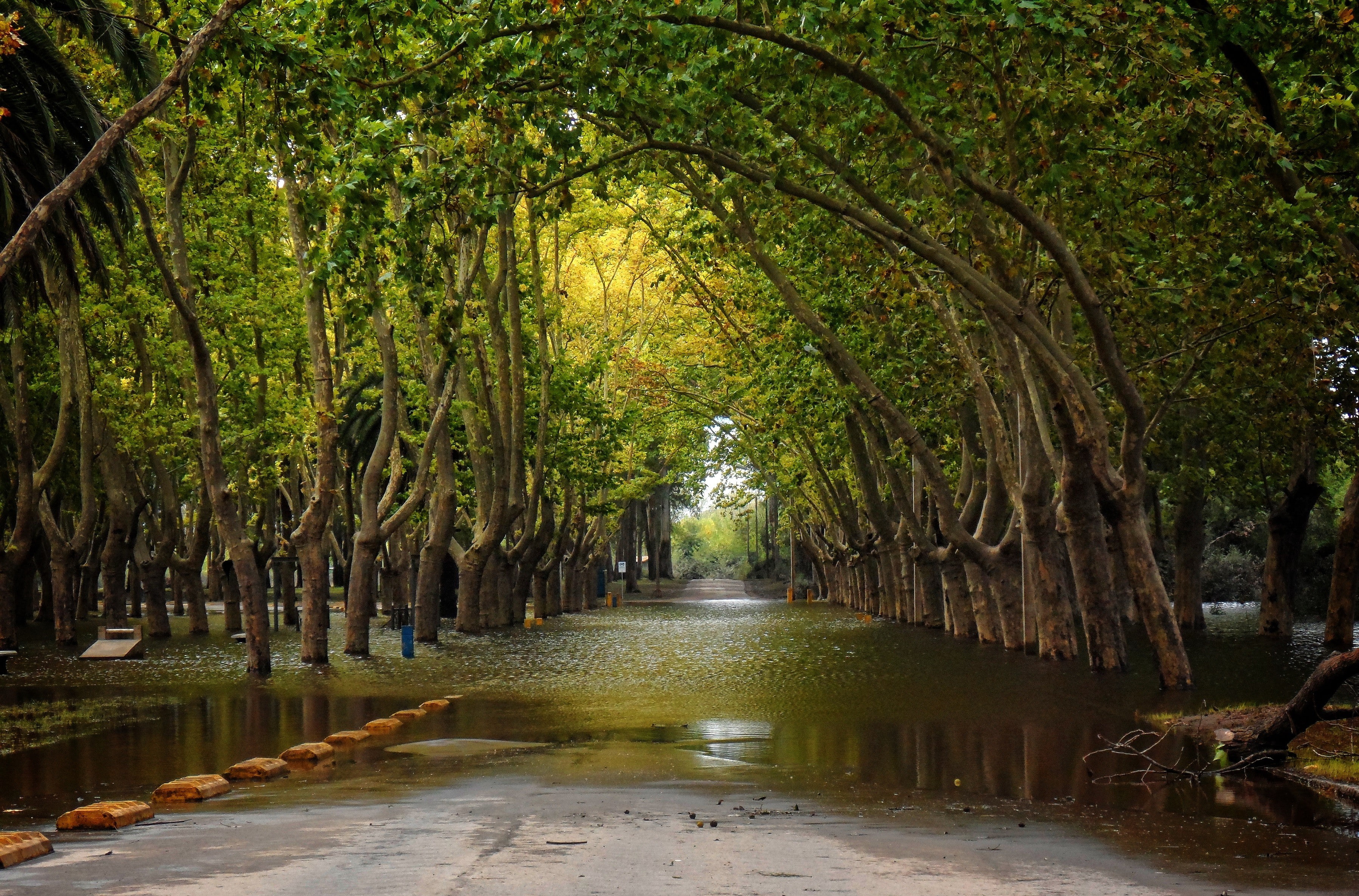 nature, Uruguay, 2K, river, Trees, HD Wallpaper