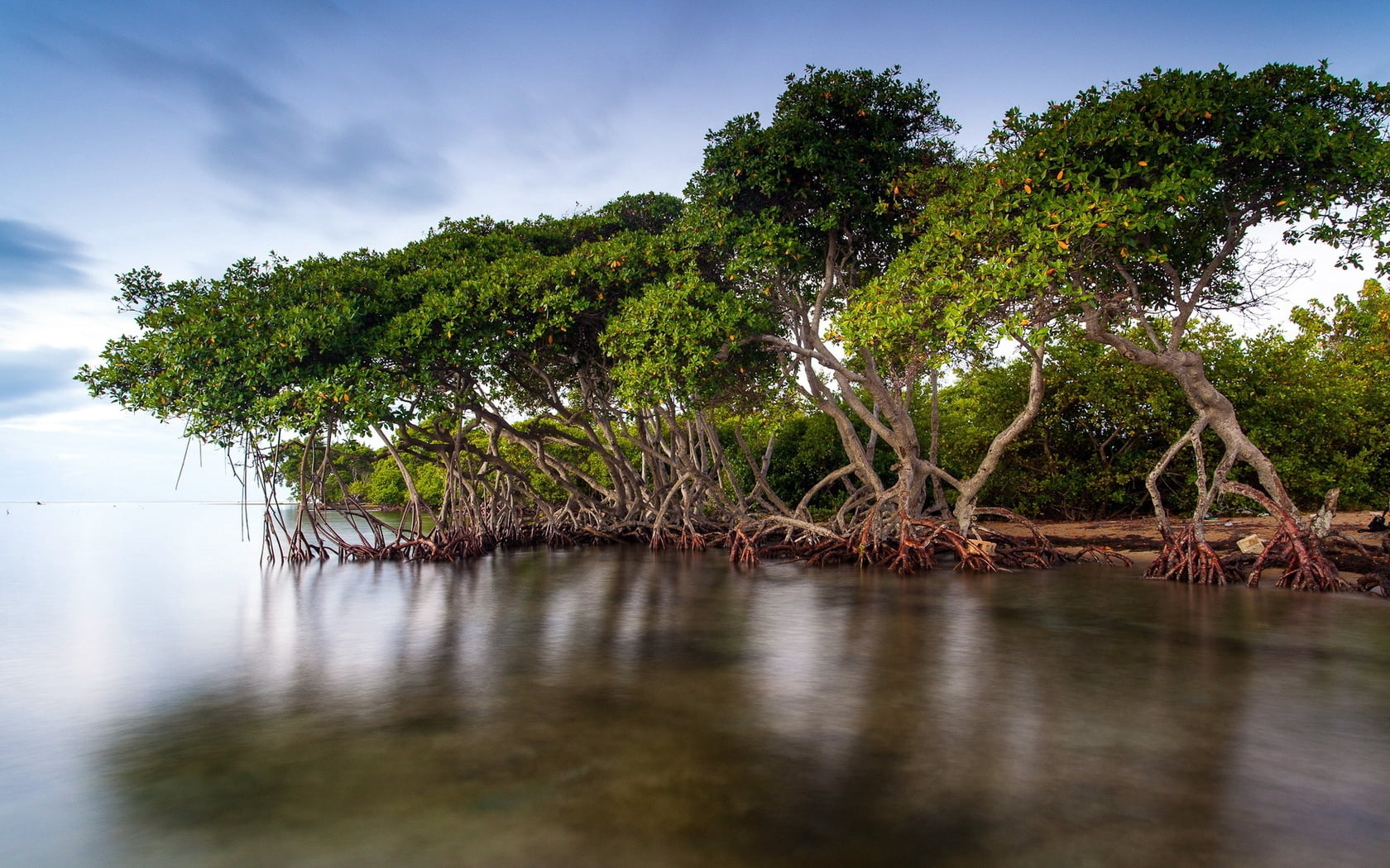 woodland, outdoors, beauty In Nature, summer, sky, plant, scenics, green Color, trees, nature, mangrove Tree, travel, water, calm, day, lake, cloud - Sky, HD Wallpaper