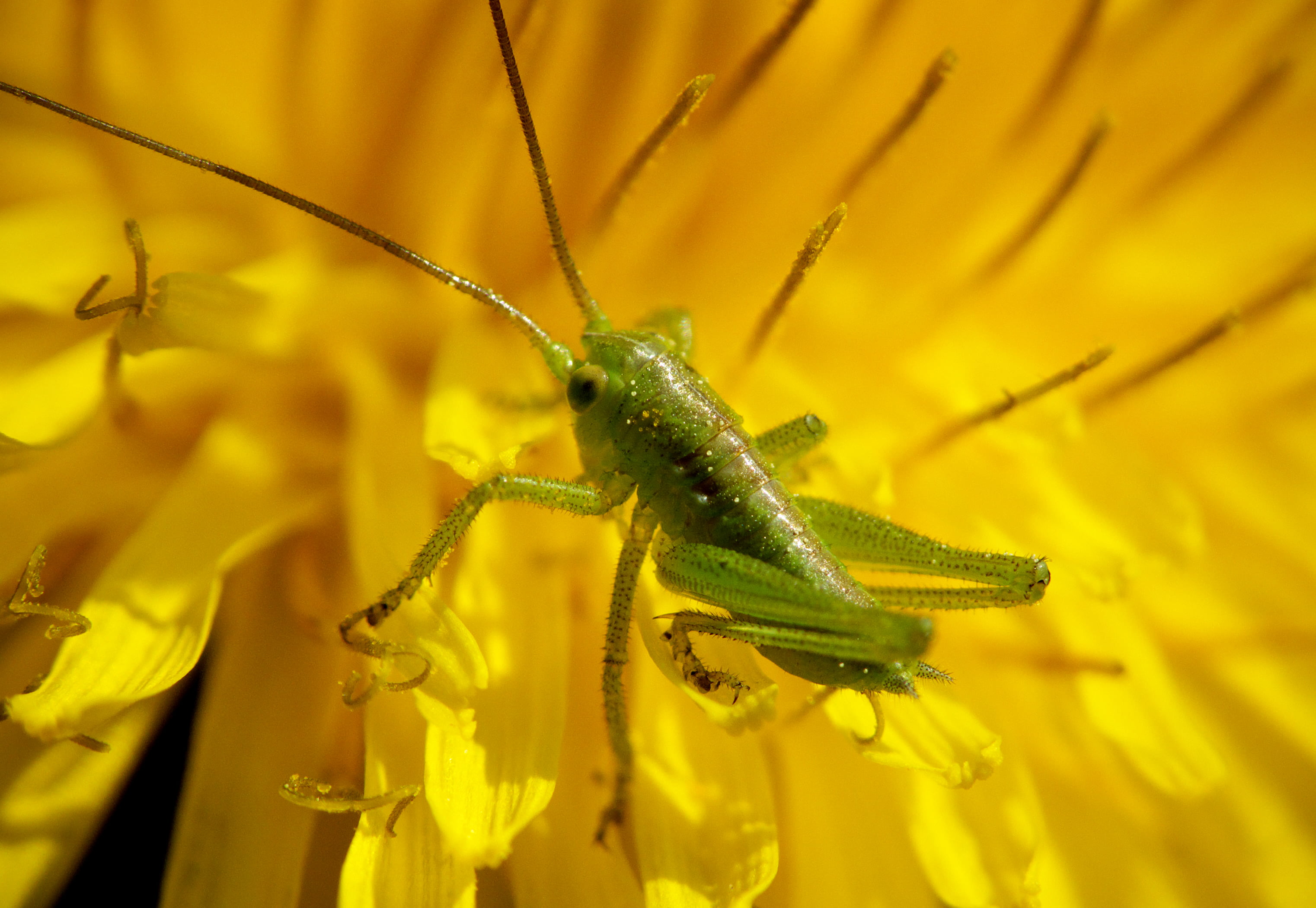 du, Award, nature, alpha, locust, photo, grasshopper, les baux de provence, green, petaled, selective, picture, zoom, sauterelle, yellow, macro, saint remy de provence, HD Wallpaper