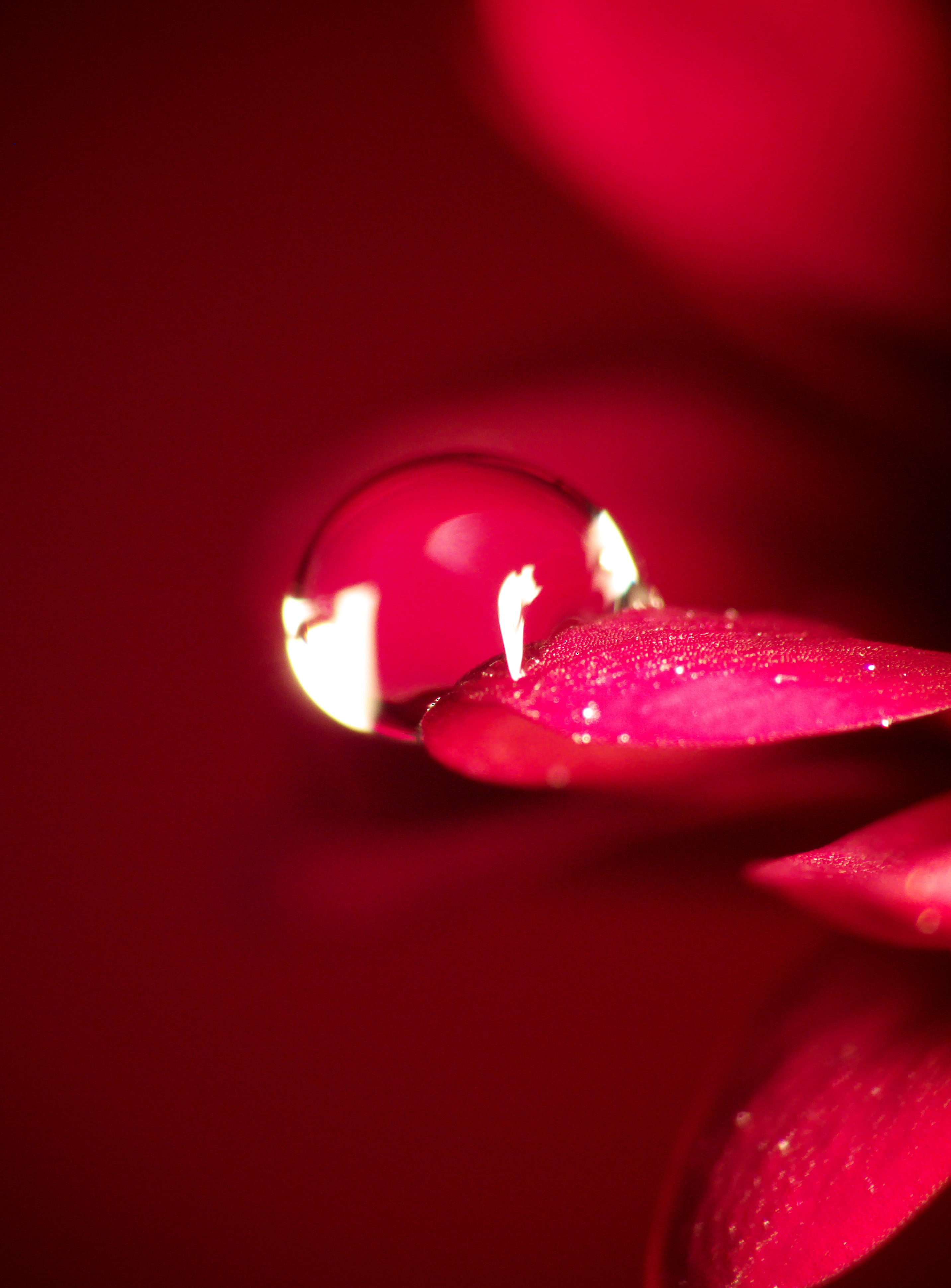 lumix, Creative, alpha, images, fleur, close-up, du, natural, romance, architecture, color, plan, gros, art, red, composition, eau rouge, candle, macro, Phone HD Wallpaper