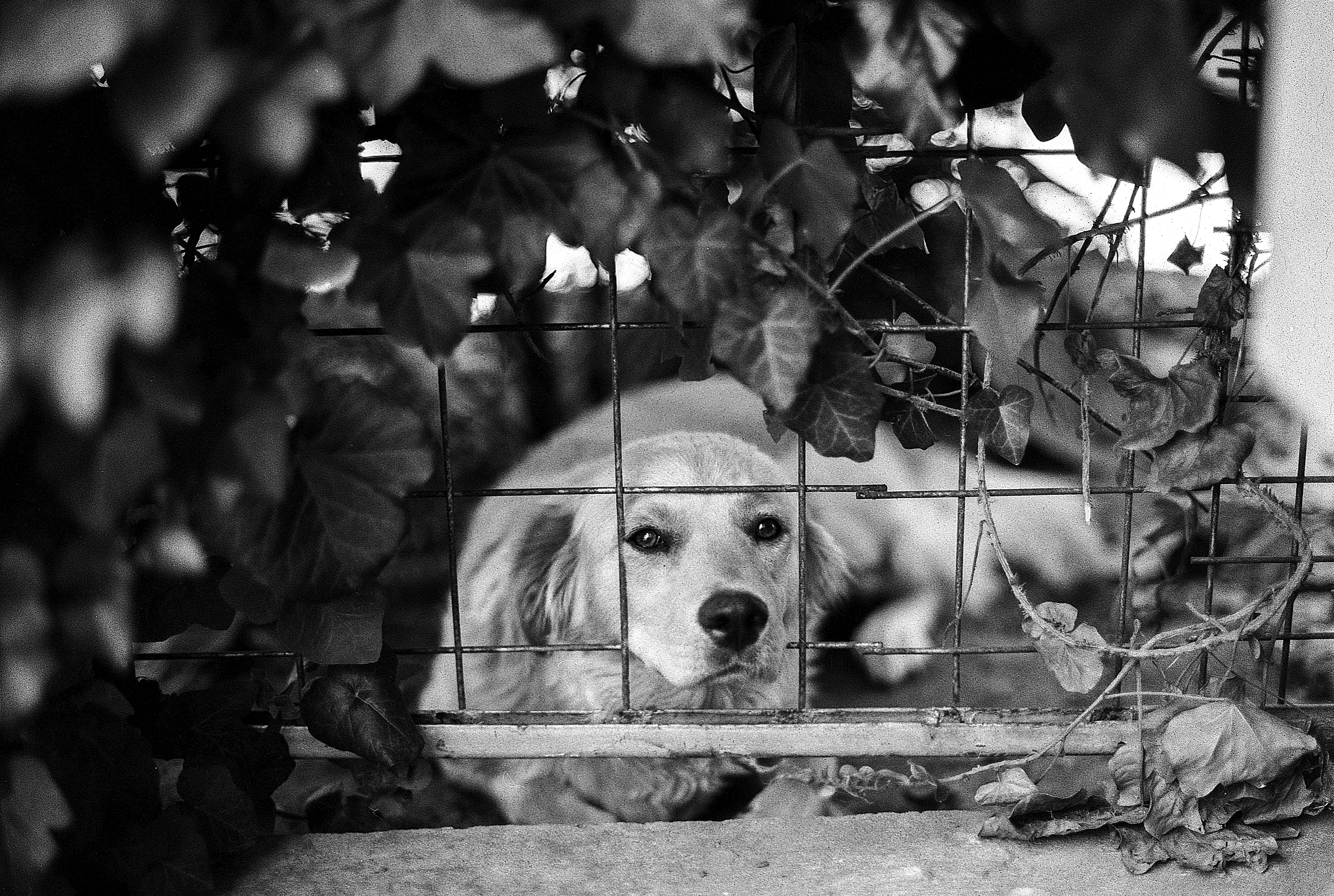 animal head, animal, mammal, neighbour, 4K, monochrome, portrait, nature, black and white, blur, poseing, funny, dog, domestic animals, vertebrate, barrier, HD Wallpaper
