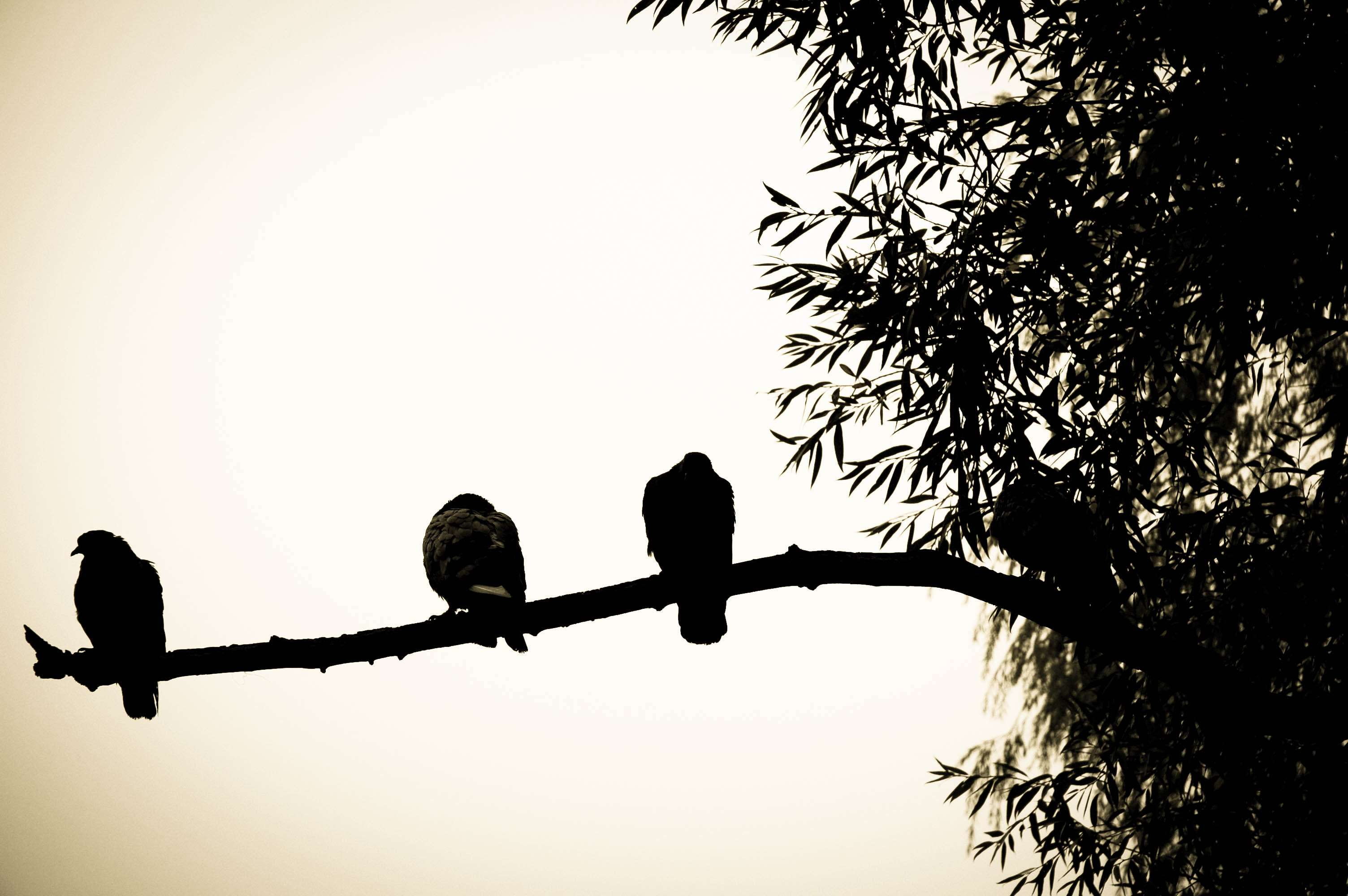 low angle view, animal, nature, animal themes, perching, branch, animal wildlife, sky, tree, vertebrate, group of animals, silhouette, bird, clear sky, HD Wallpaper