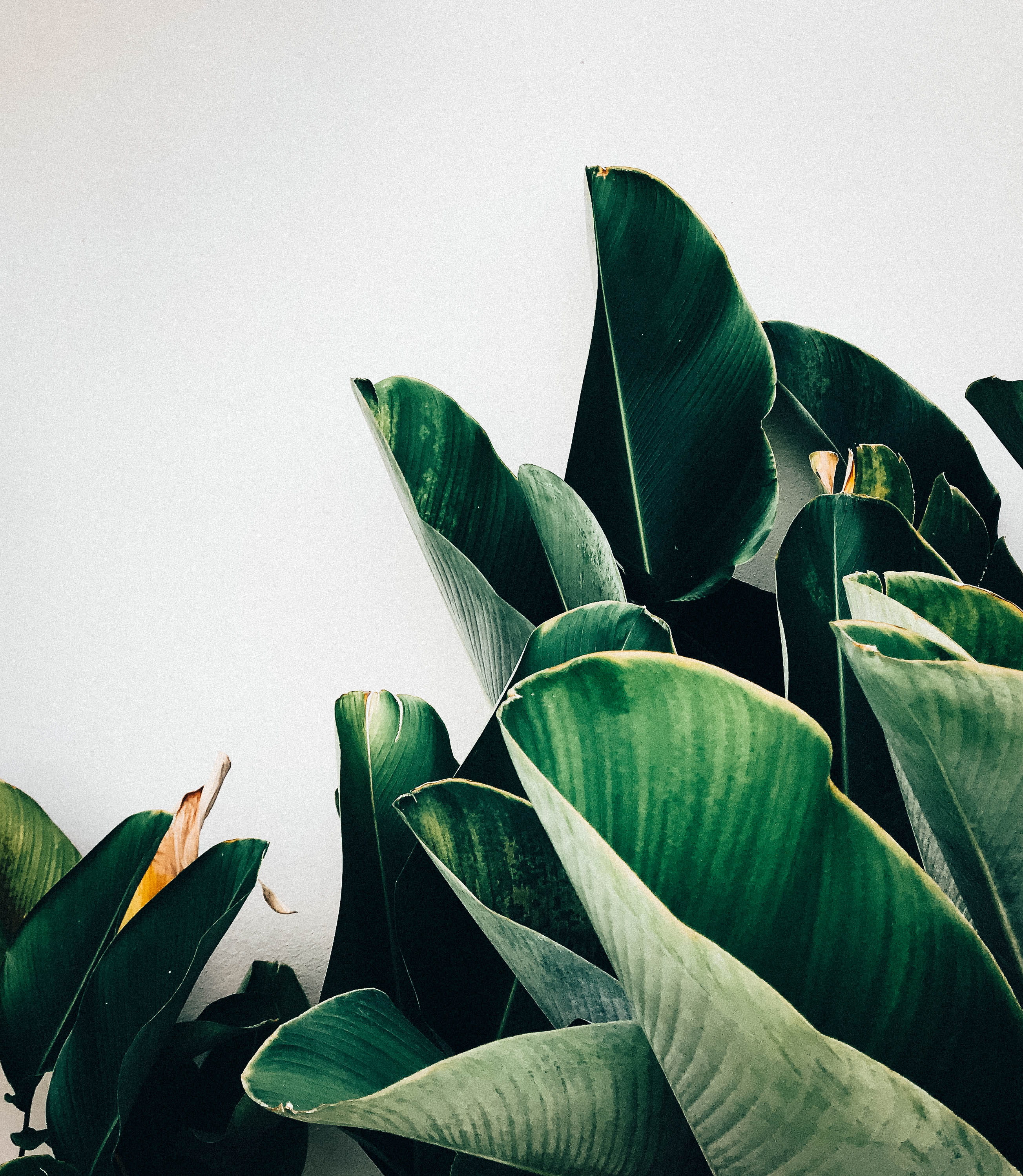 palm, plants, outdoors, flower, day, clear sky, aloe, flora, urban, green color, banana leaf, pottery, large leaf, bright, vase, outdoor, fragility, leaf, Phone HD Wallpaper