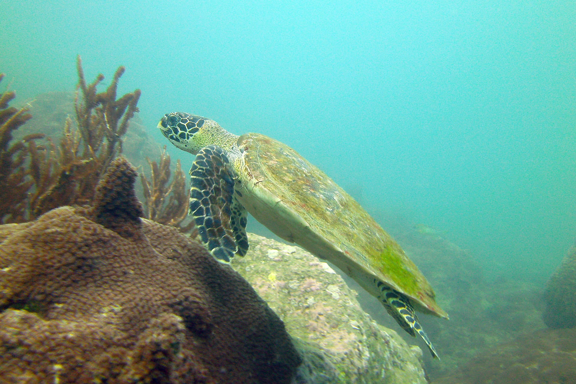 Thailand, Turtle, vertebrate, one animal, ecosystem, swimming, sea life, sea, undersea, marine, fish, animal wildlife, no people, animal, nature, animals in the wild, HD Wallpaper