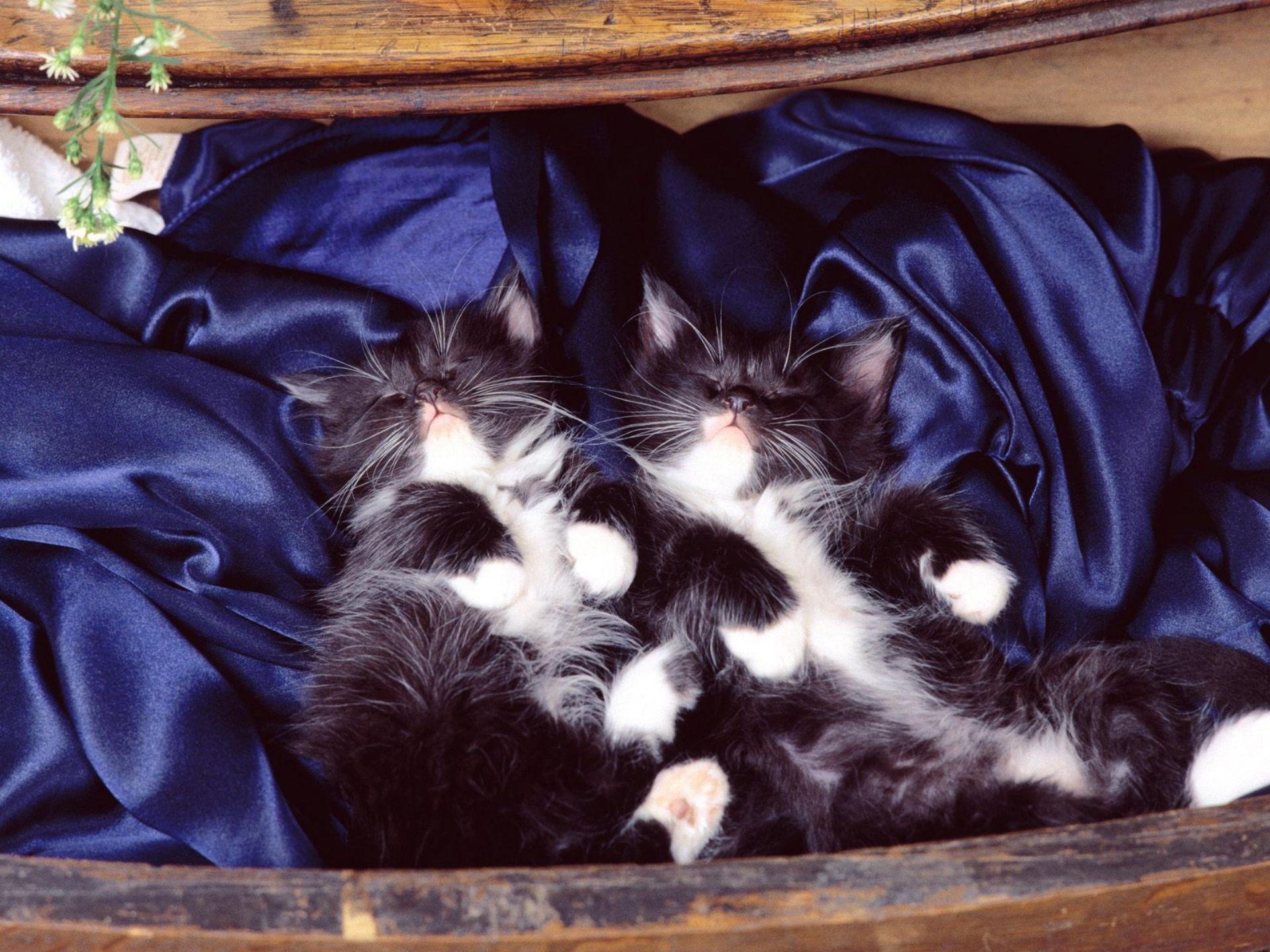 night, good, cats, animals, 1080P, HD Wallpaper