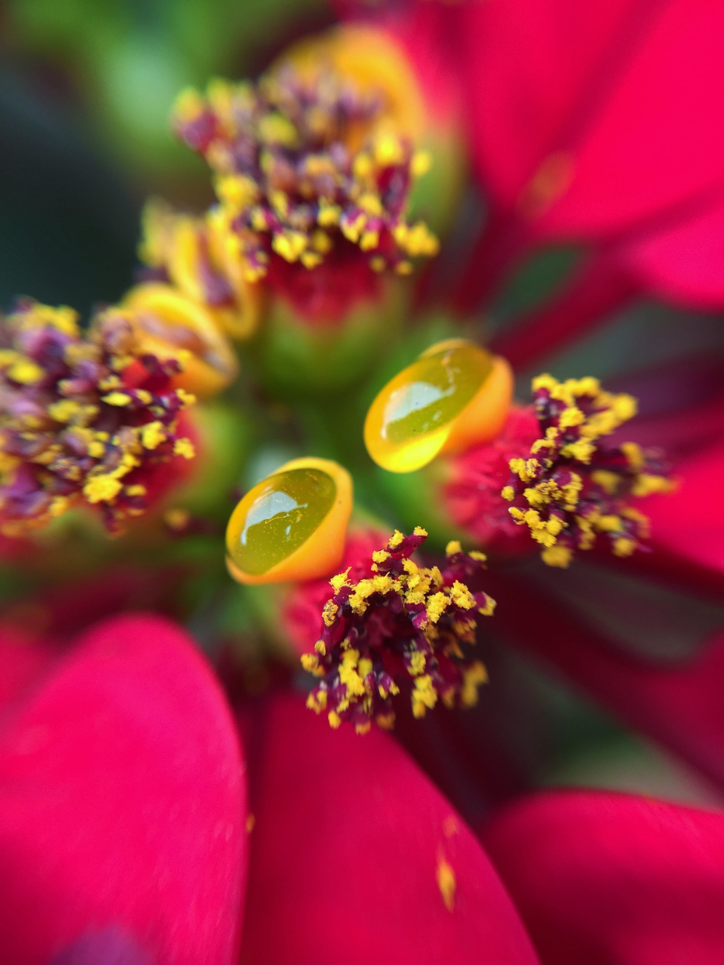 focus on foreground, beautiful, fragility, inflorescence, no people, flower head, macro, outdoors, close-up, flowers, nature, garden, petals, flowering plant, Phone HD Wallpaper