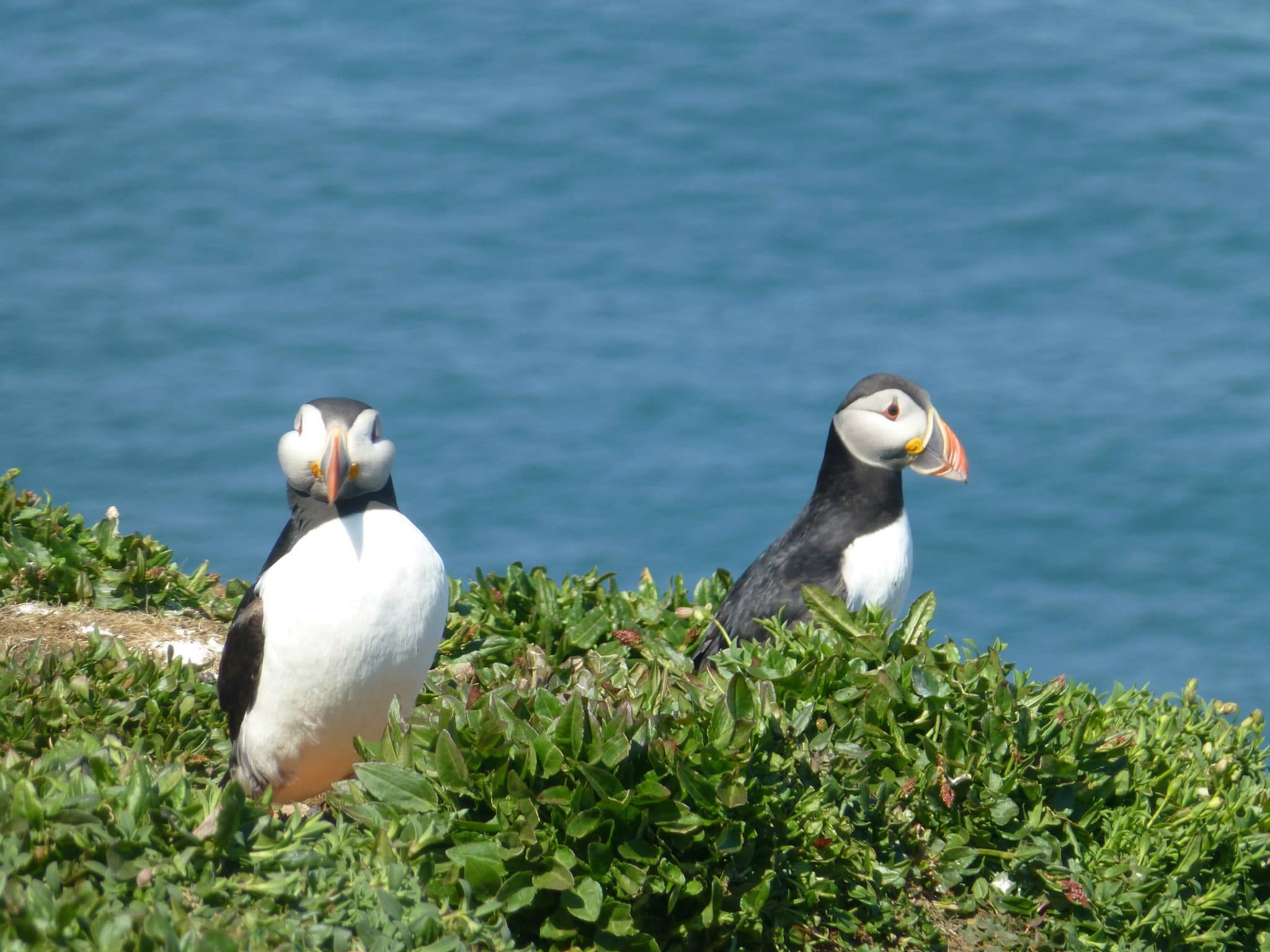 wales, white color, perching, animals in the wild, water, puffin, no people, nature, animal themes, vertebrate, animal, beauty in nature, sea, bird, pembrokeshire, HD Wallpaper