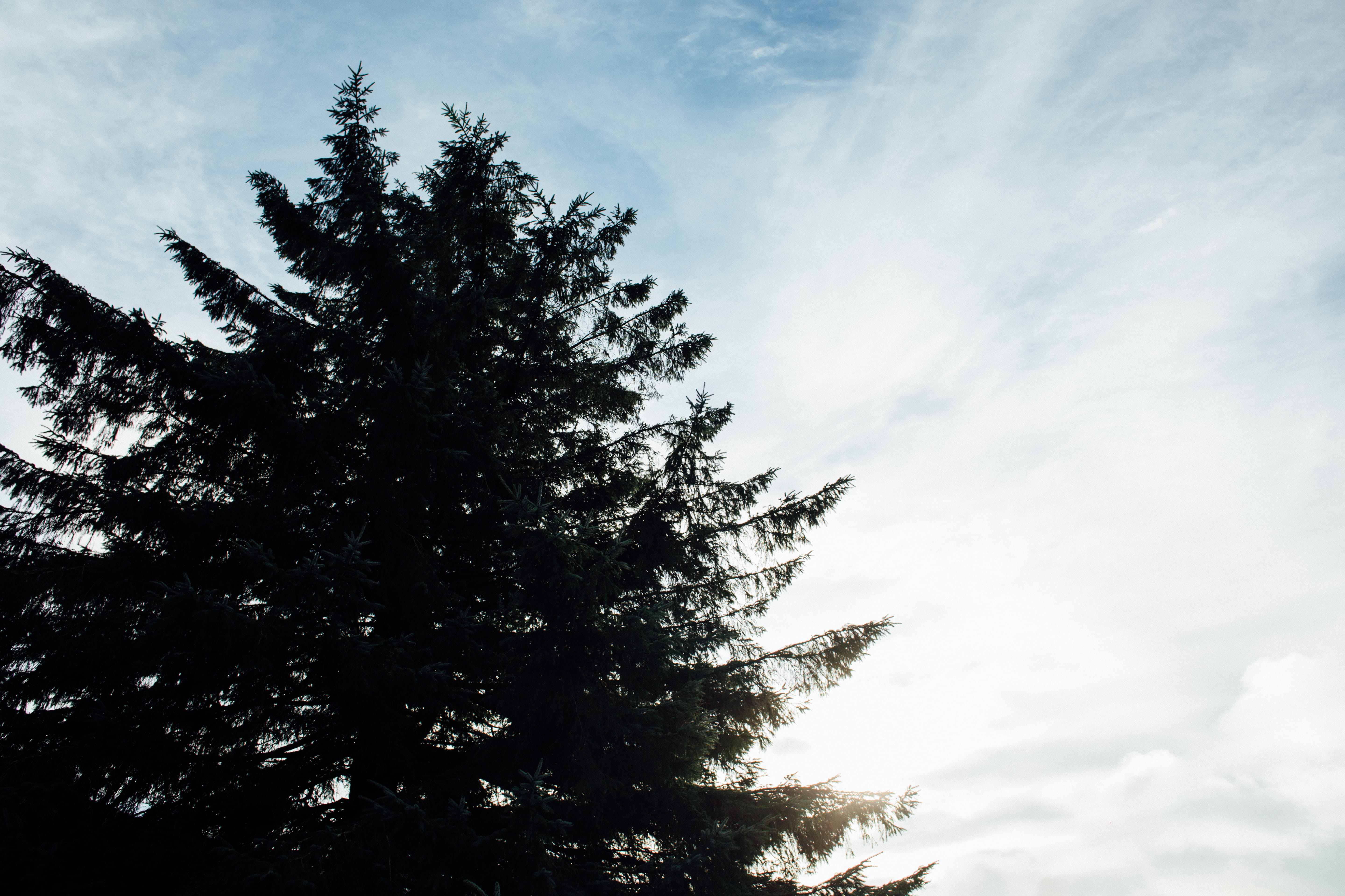 scenics - nature, sky, tree, no people, non-urban scene, low angle view, wales, united kingdom, coniferous tree, photography, lifestyle, day, sunlight, HD Wallpaper