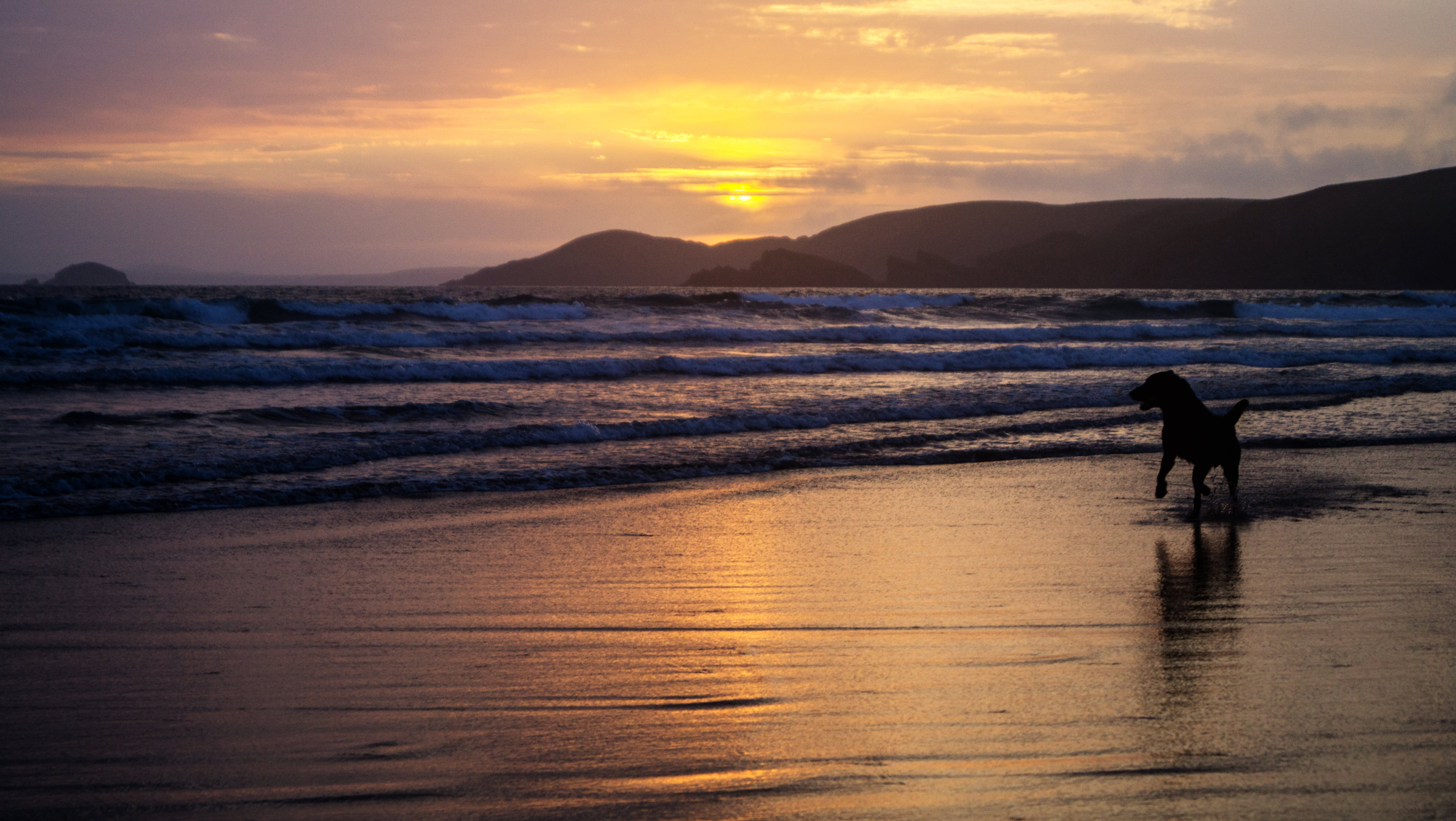 newgale  pembrokeshire, gold  coast, uk, nature, horse, twilight, Play, 5K, coastline, water, sunlight, black  gold, sea shore, blue  hour, run, wales, HD Wallpaper