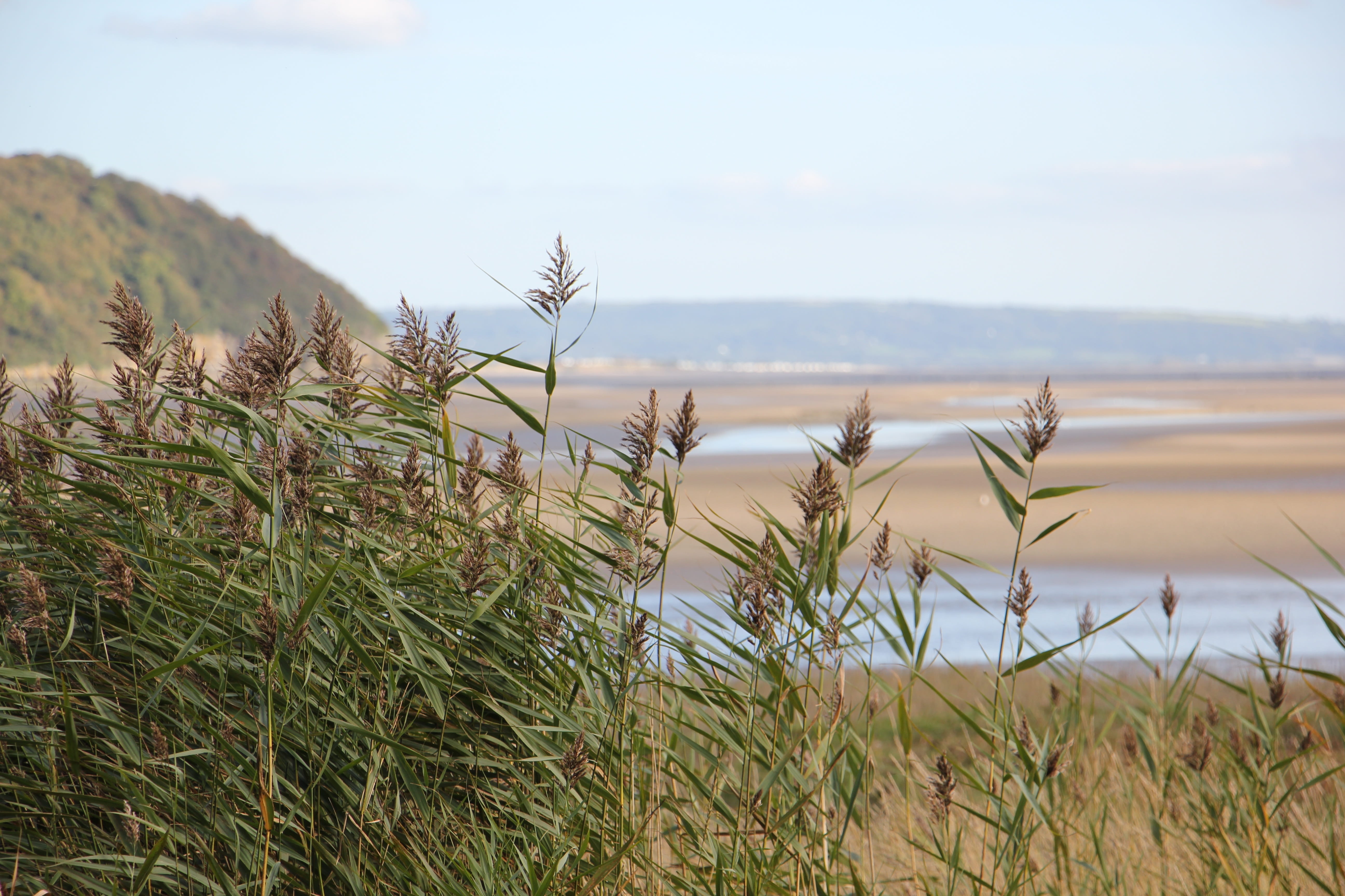 wales, beauty in nature, rocks, environment, growth, pembrokeshire, timothy grass, 5K, non-urban scene, landscape, clouds, ocean, tranquility, marram grass, HD Wallpaper