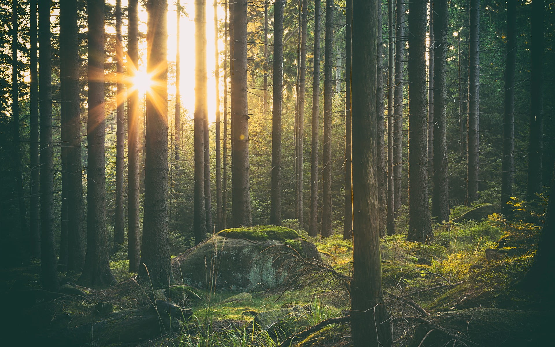 tranquility, sunlight, sunbeam, pine woodland, pine tree, beauty in nature, growth, no people, tree, trunk, grass, forest, land, 1080P, tall, nature, non-urban scene, HD Wallpaper
