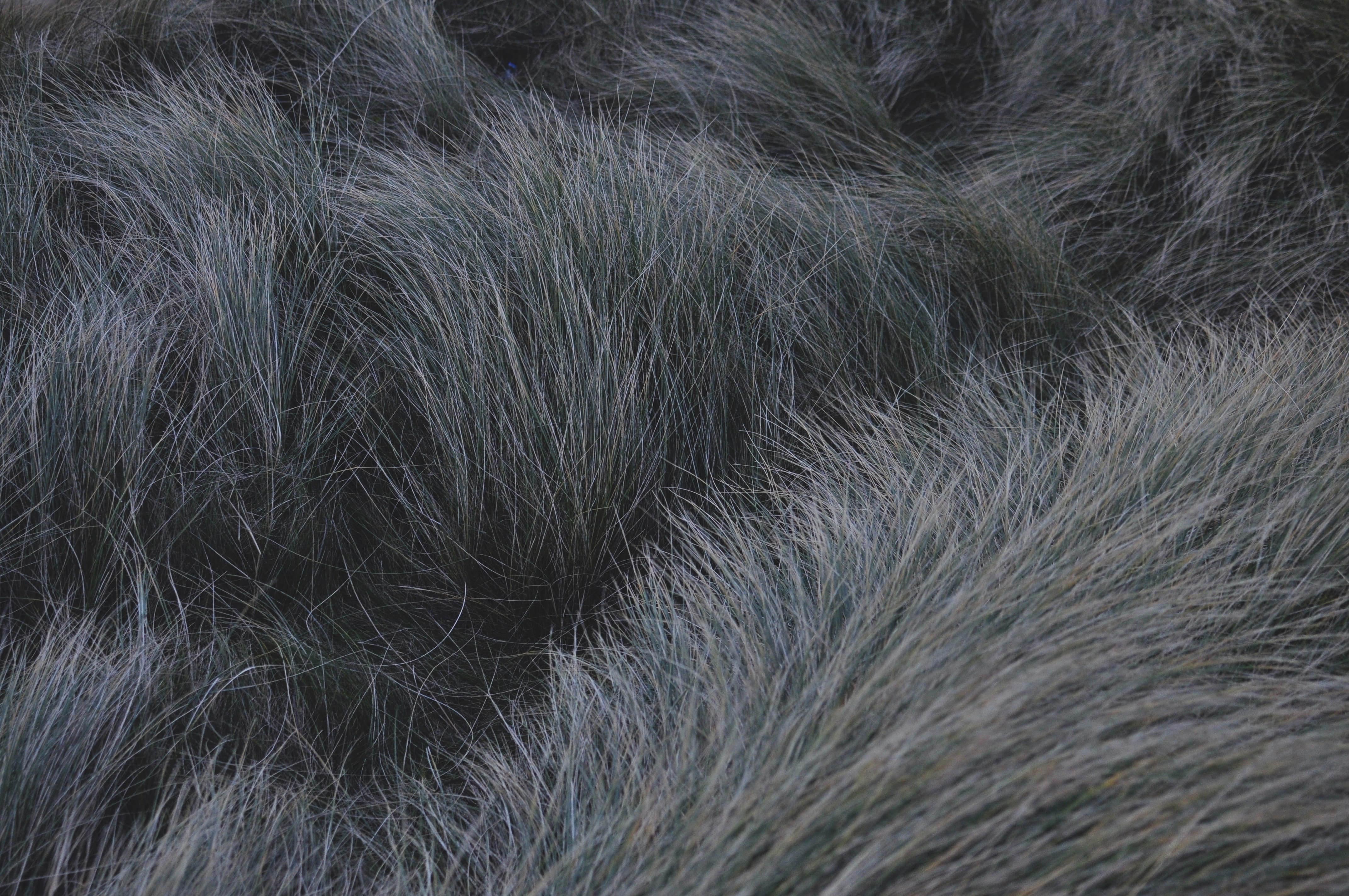 animal body part, nature, one animal, mammal, day, domestic, animal, animal themes, outdoors, freshwater west beach, close-up, wales, beach, 4K, softness, HD Wallpaper