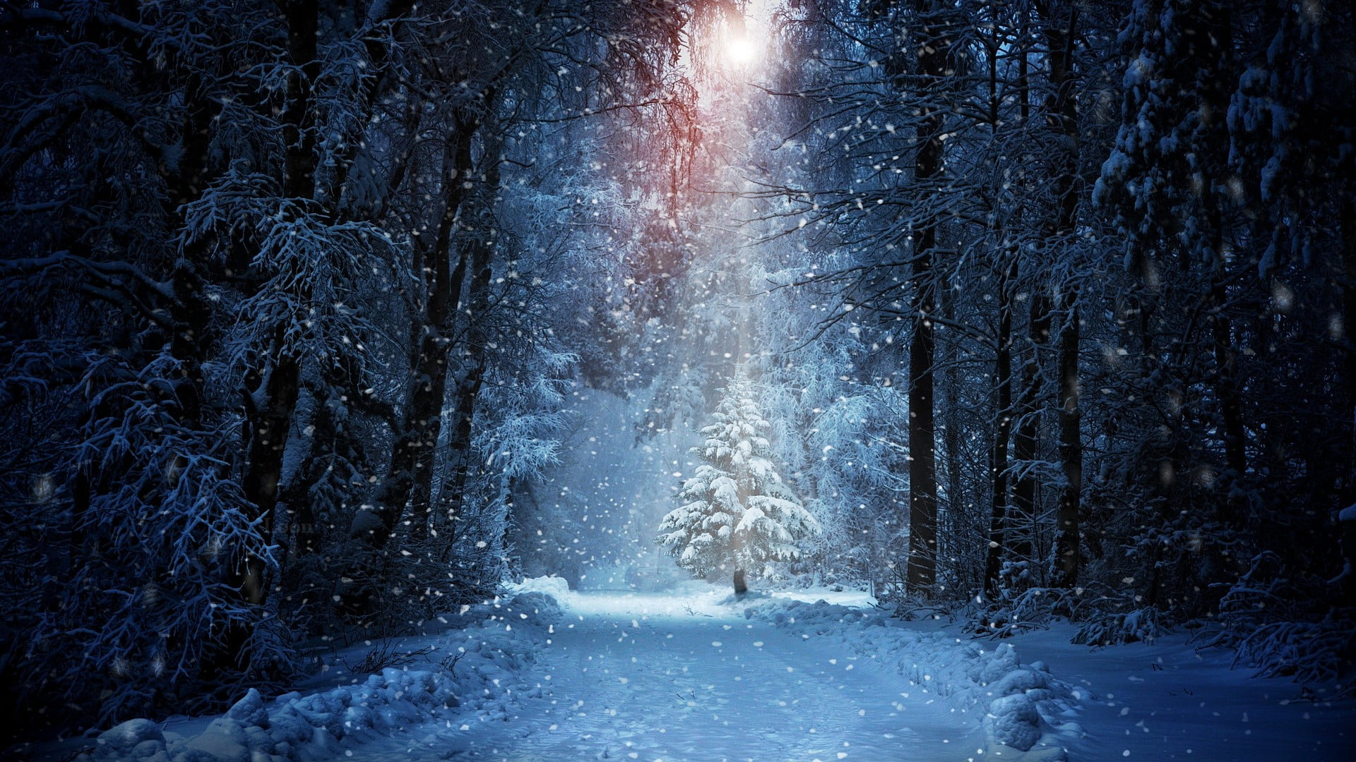 1080P, plant, sunlight, trees, tree, scenics - nature, nature, blizzard, woodland, tranquility, frozen, cold temperature, non-urban scene, white color, HD Wallpaper