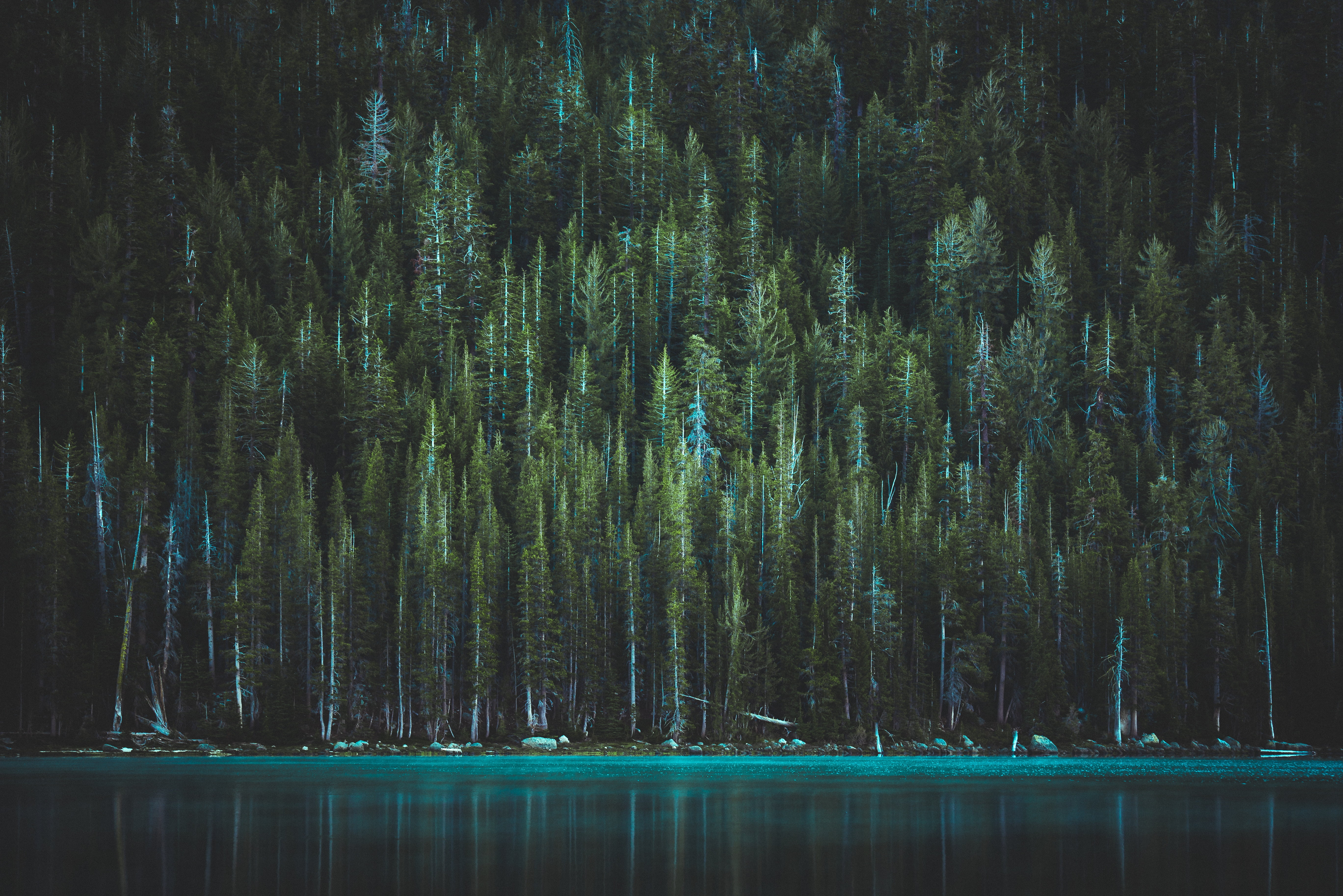 tranquility, scenics - nature, sunlight, beauty In Nature, lot, pine woodland, tall, 5K, idyllic, plant, forest, pine, land, night, morning, nature, backgrounds, HD Wallpaper