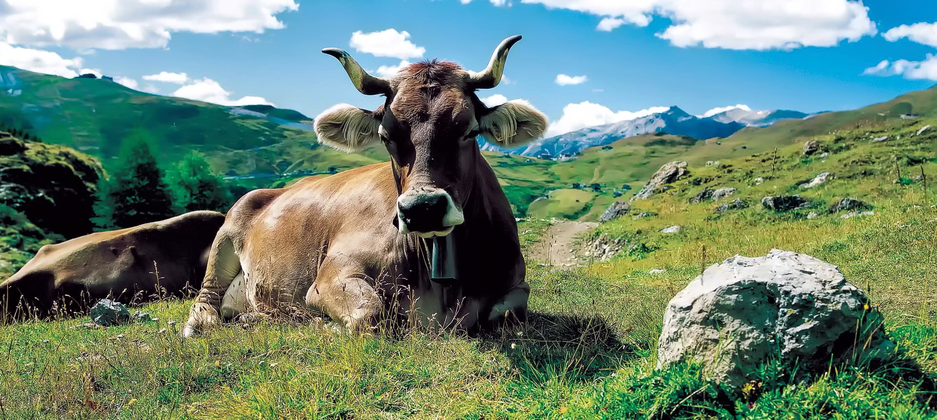 land, grass, panoramas, one animal, outdoors, portrait, cow, animal themes, animal, vertebrate, livestock, mammal, looking at camera, landscape, environment, HD Wallpaper