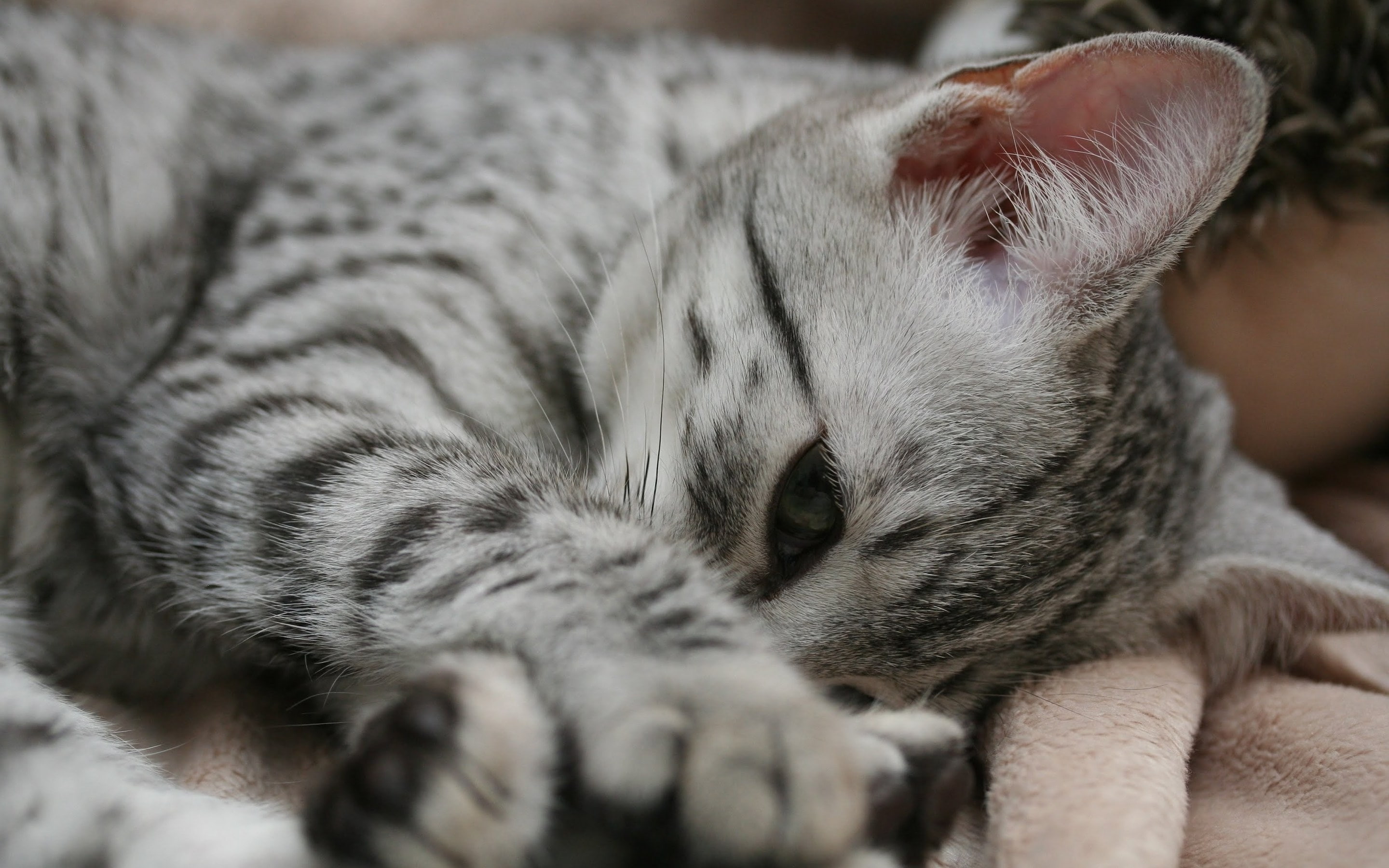 cute, Egyptian Mau Cat, cat, shy, mau, 2K, egyptian, lovable, HD Wallpaper