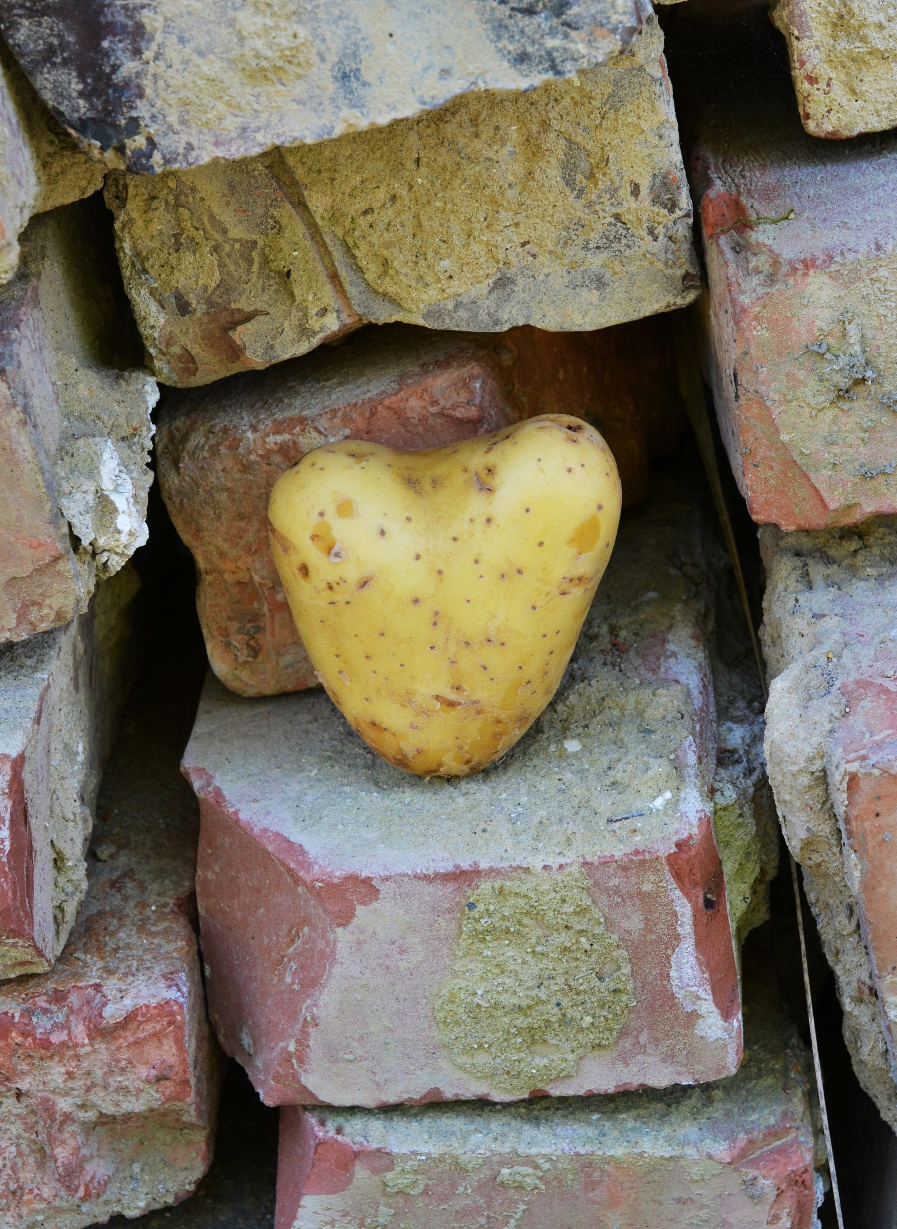 heart-shaped potato, heart shaped, Heart, high angle view, food and drink, i like having you, heart shape, frisch, earth apple, I Like You, feelings, greeting, Phone HD Wallpaper