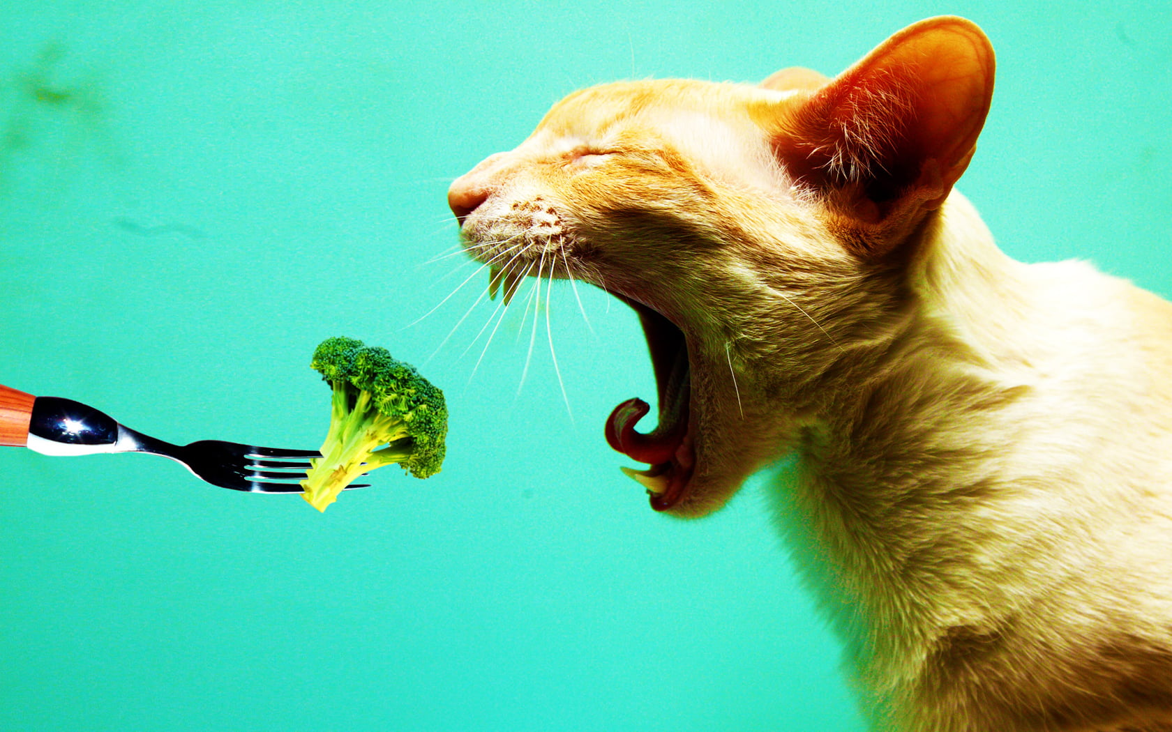 Dont Like Vegetables, one Animal, domestic animals, 720P, close-up, no People, blue, Cauliflower, animal body part, I Hate Vegetables, Plug, backgrounds, HD Wallpaper