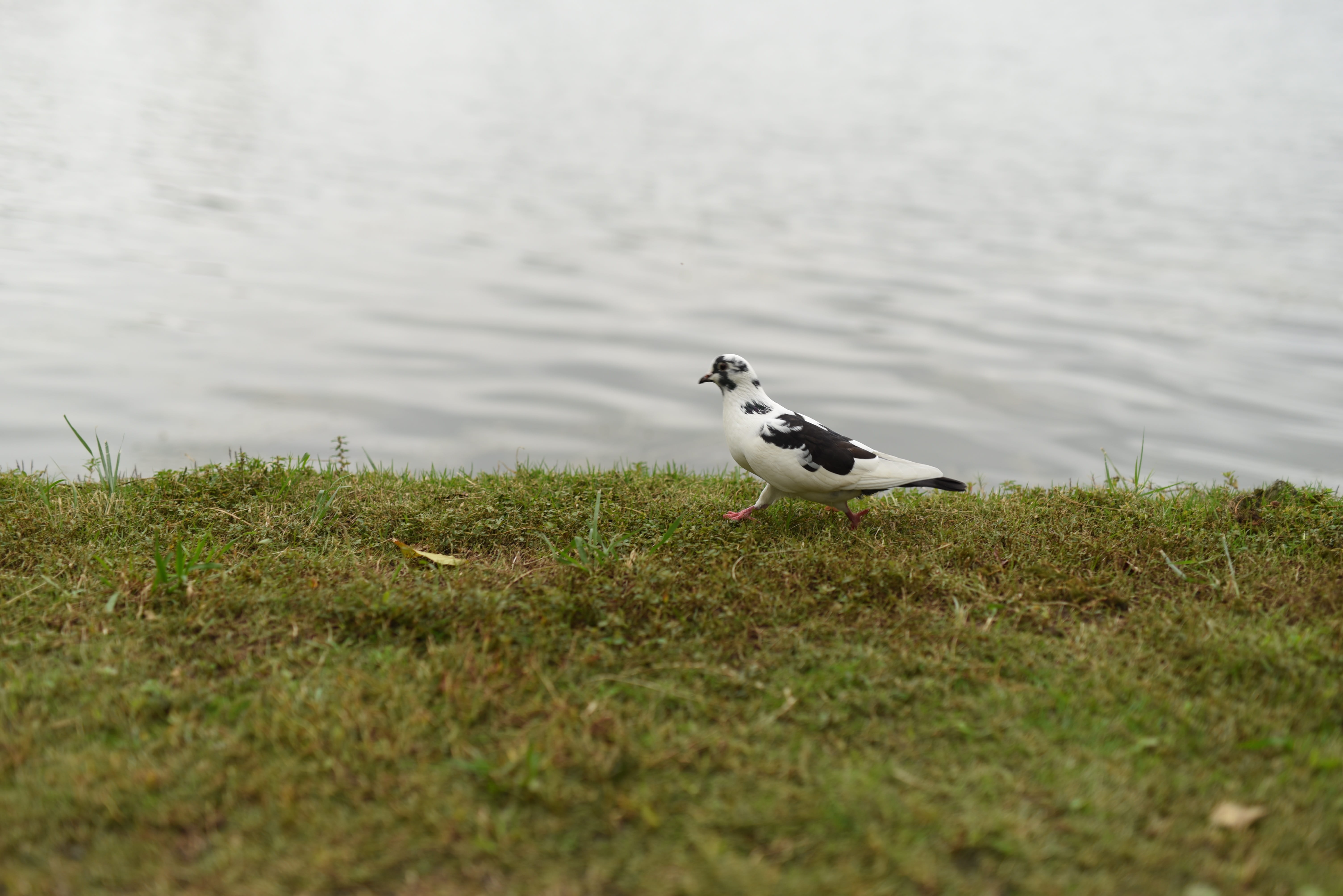 animals in the wild, land, no people, beach, outdoors, bird, animal, i like, lake, grass, day, plant, selective focus, one animal, vertebrate, water, animal themes, HD Wallpaper