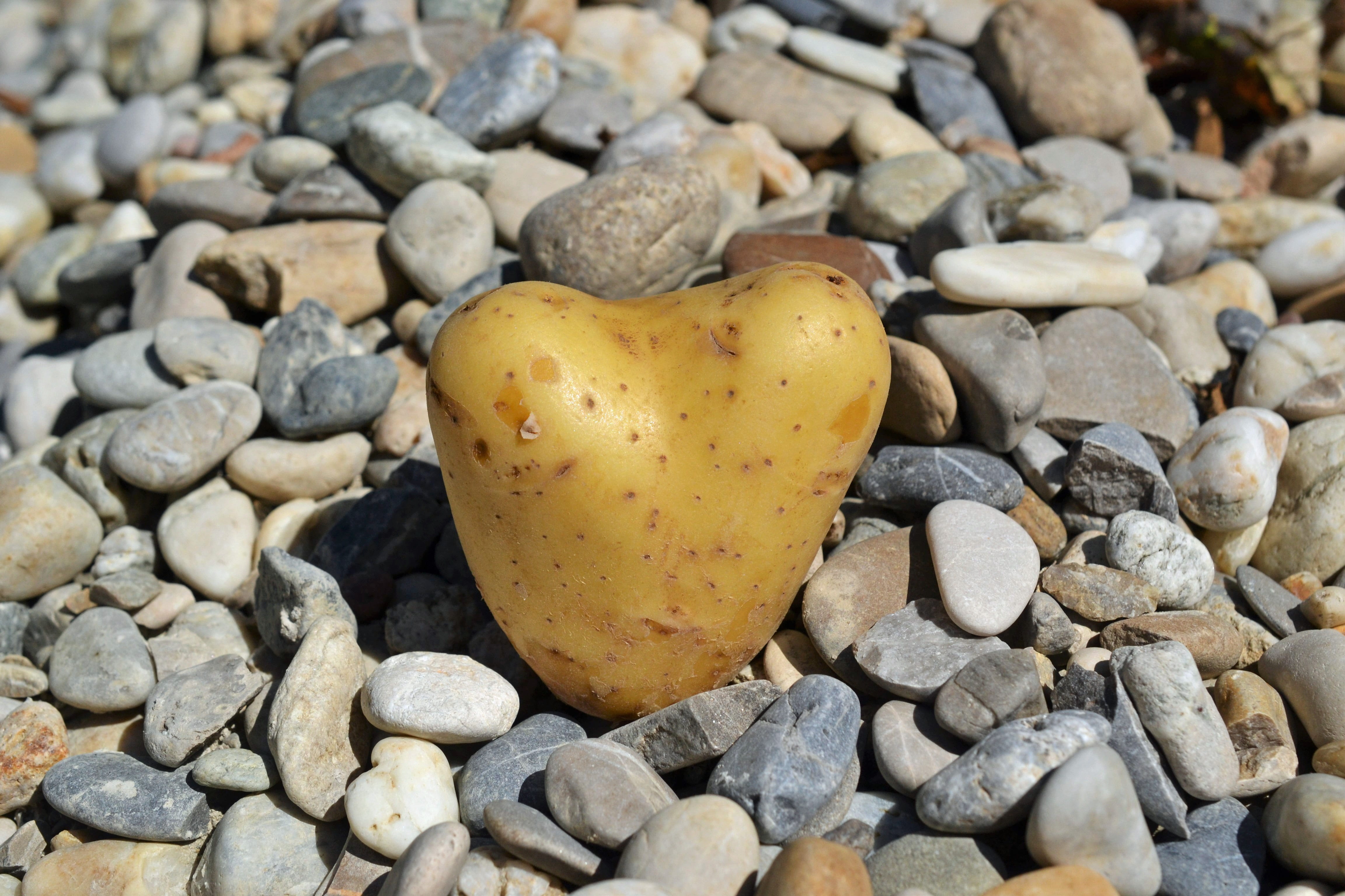 abundance, strength, hearted potato, sweet, day, symbol, diet, i like you, affection, nature, healthy eating, emotion, romance, 4K, pebble, stone, focus on foreground, HD Wallpaper