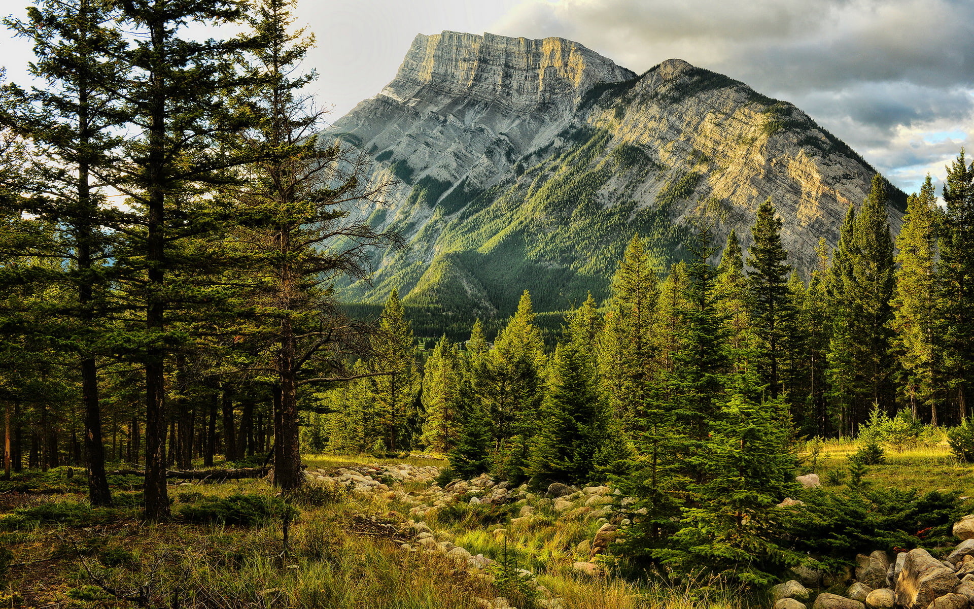 nature, beauty in nature, Canada, 1080P, non-urban scene, outdoors, growth, tranquil scene, Mount Rundle, tranquility, environment, coniferous tree, forest, HD Wallpaper