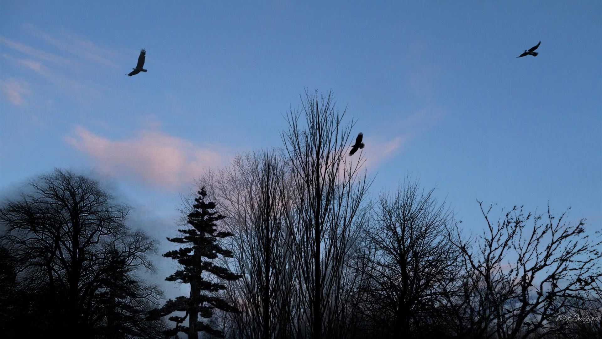 3d and abstract, eagles, widescreen clouds, sunset, trees, evening, country, early, winter, 1080P, washington, HD Wallpaper