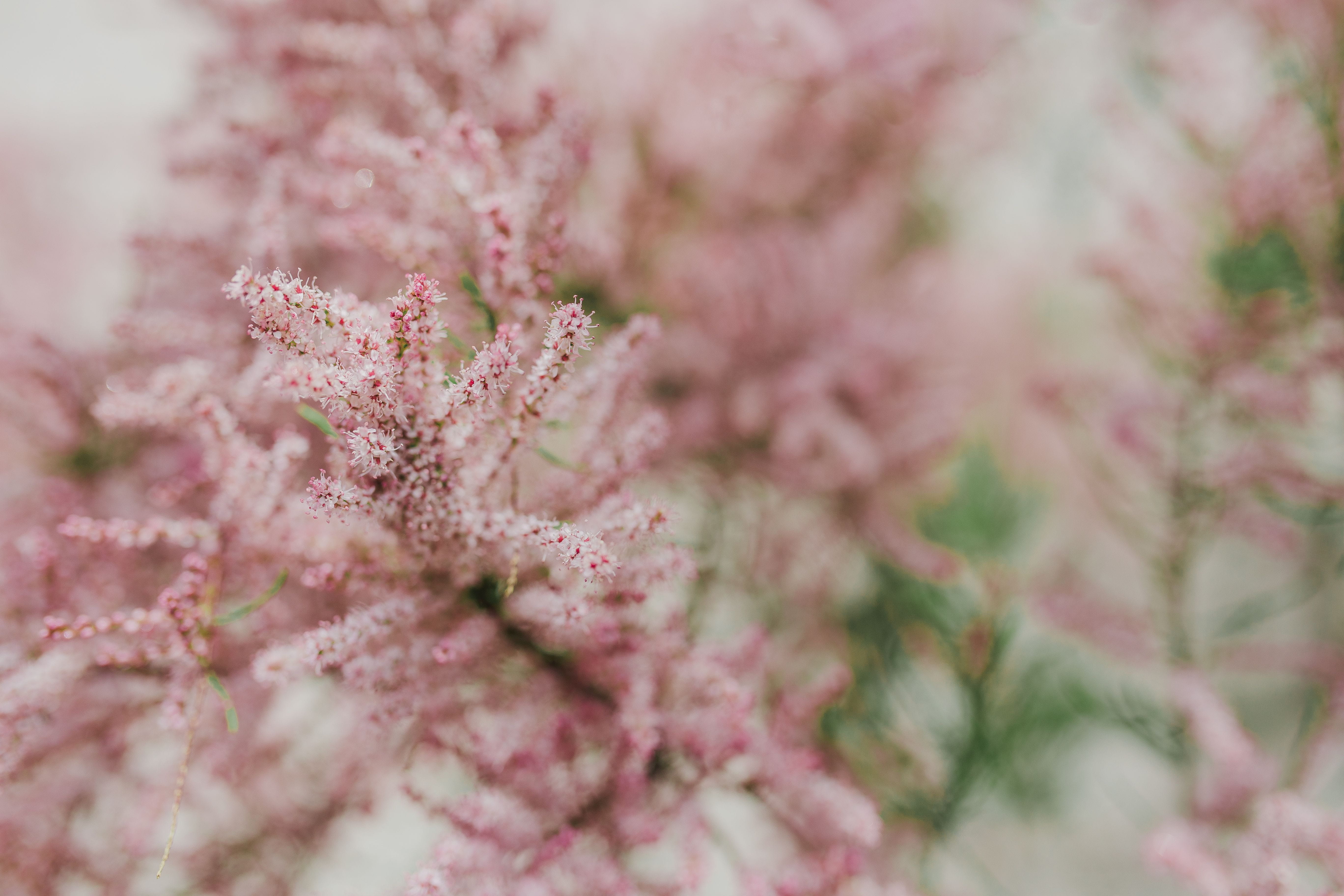 freshness, blossom, plant, spring, backgrounds, outdoors, purple, background, pastel colored, early, pink color, defocused, flowering plant, vulnerability, HD Wallpaper