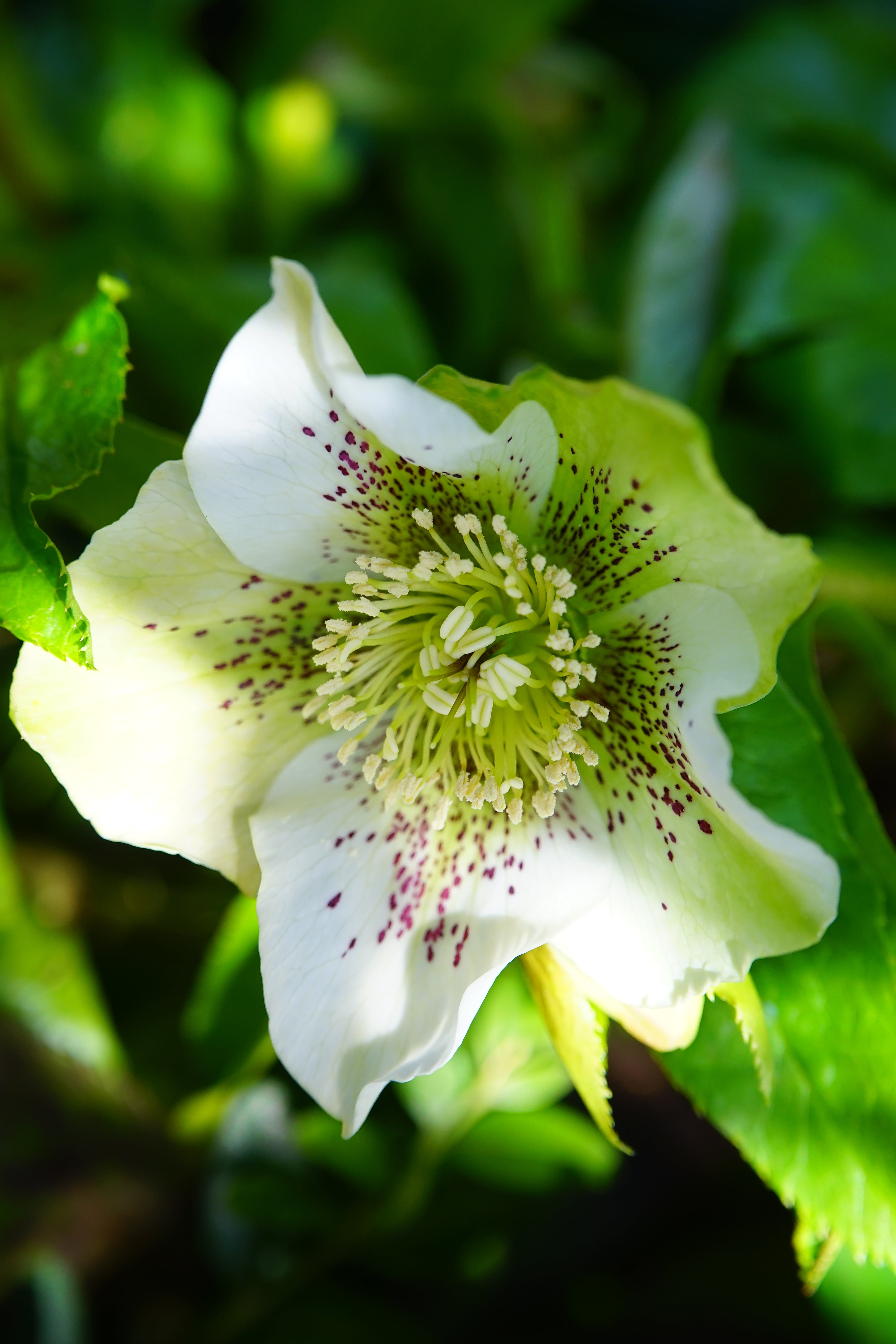 selective focus, pollen, focus on foreground, white color, no people, winter, petal, early bloomer, spring roses, winterblueher, christmas rose, growth, Phone HD Wallpaper