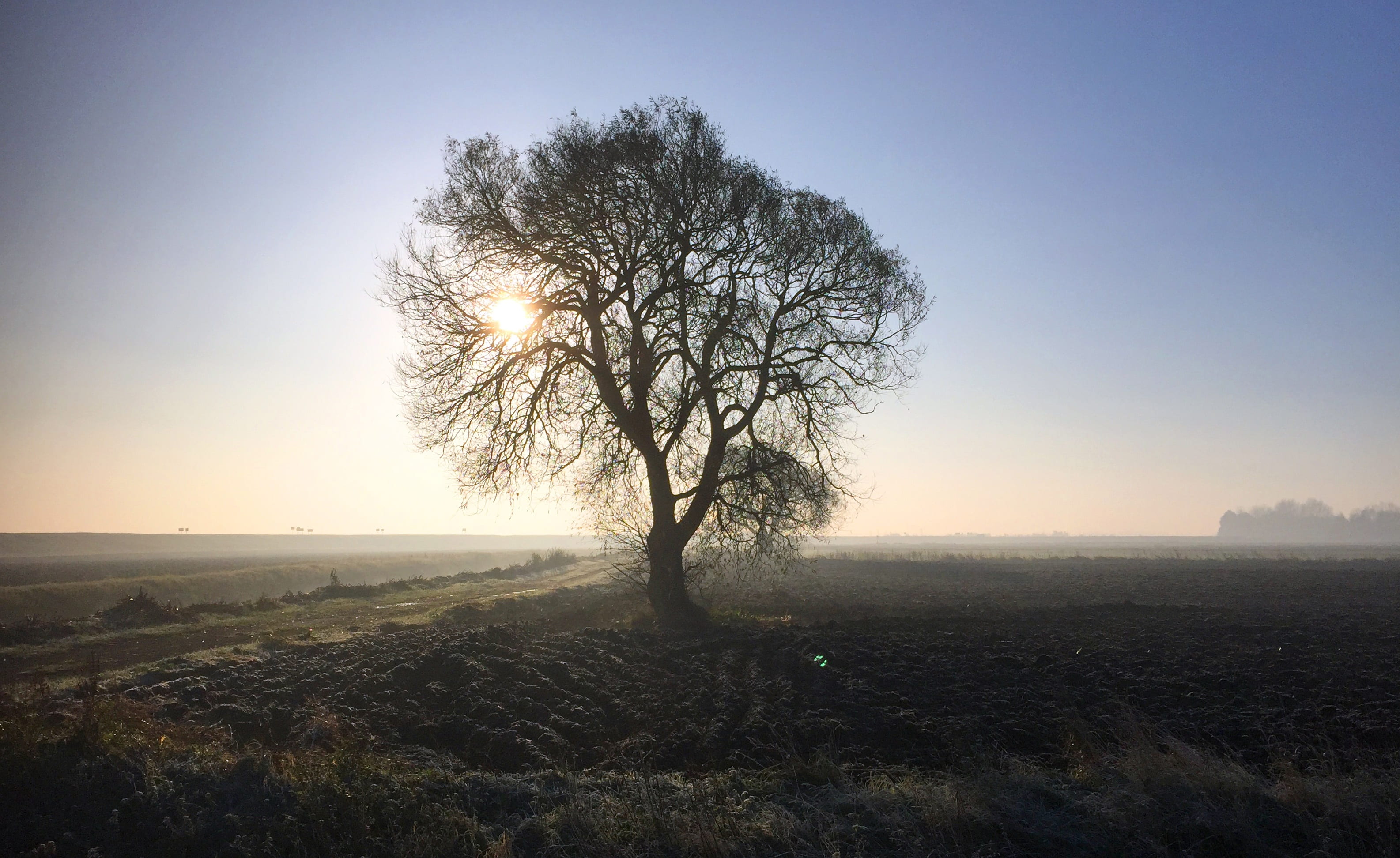plant, sunset, scenics - nature, season, 2K, field, outdoors, tranquil scene, tranquility, no people, sun, horizon, sunlight, land, lens flare, winter, HD Wallpaper
