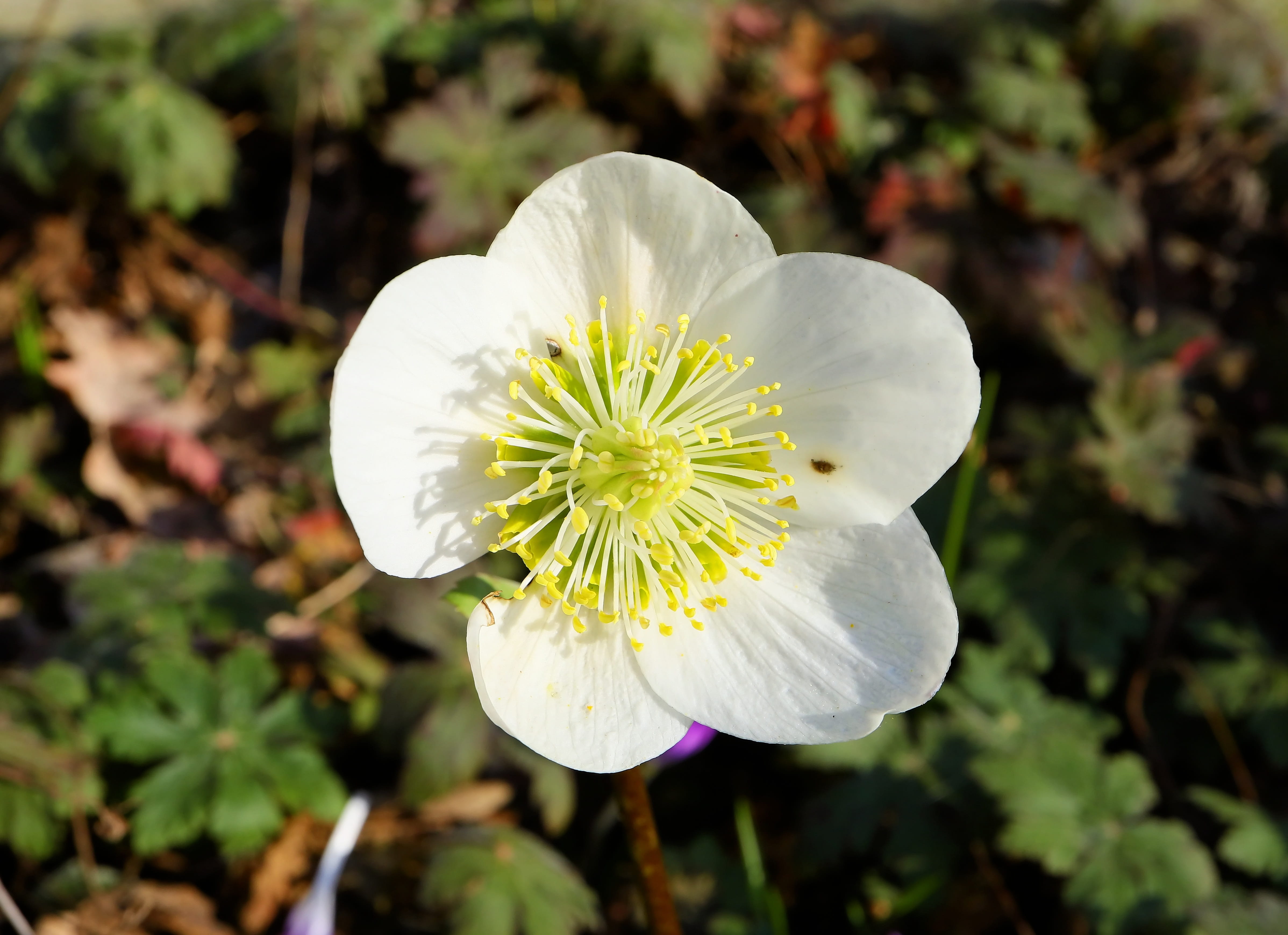 hellebore, pollen, flower head, fragility, freshness, close-up, blossom, focus on foreground, plant, outdoors, datailaufnahme, growth, flowering plant, HD Wallpaper