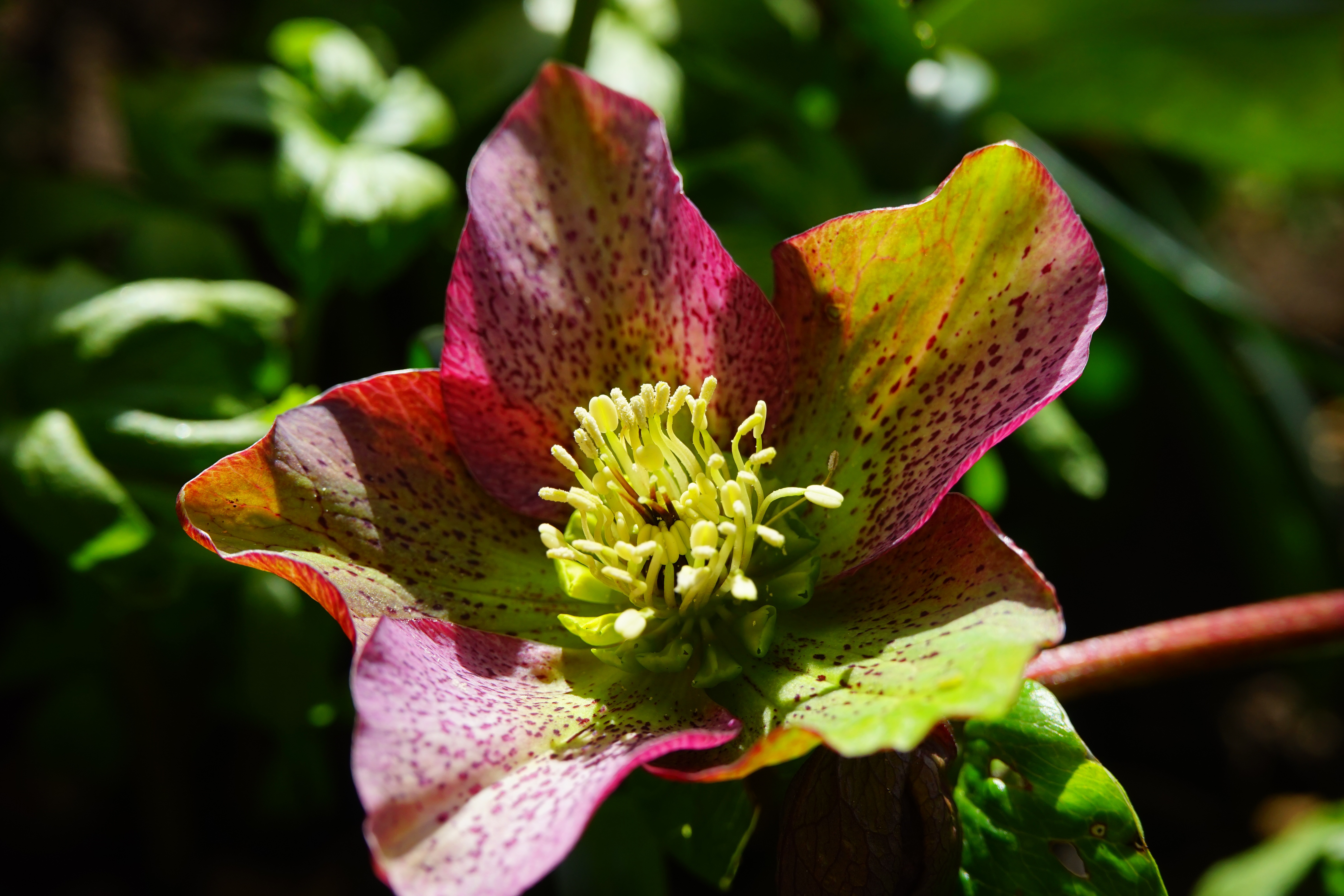 spring roses, growth, flower head, close-up, reddish, maroon, beauty in nature, toxic, nature, green, hellebore, helleborus niger, christmas rose, flower, HD Wallpaper
