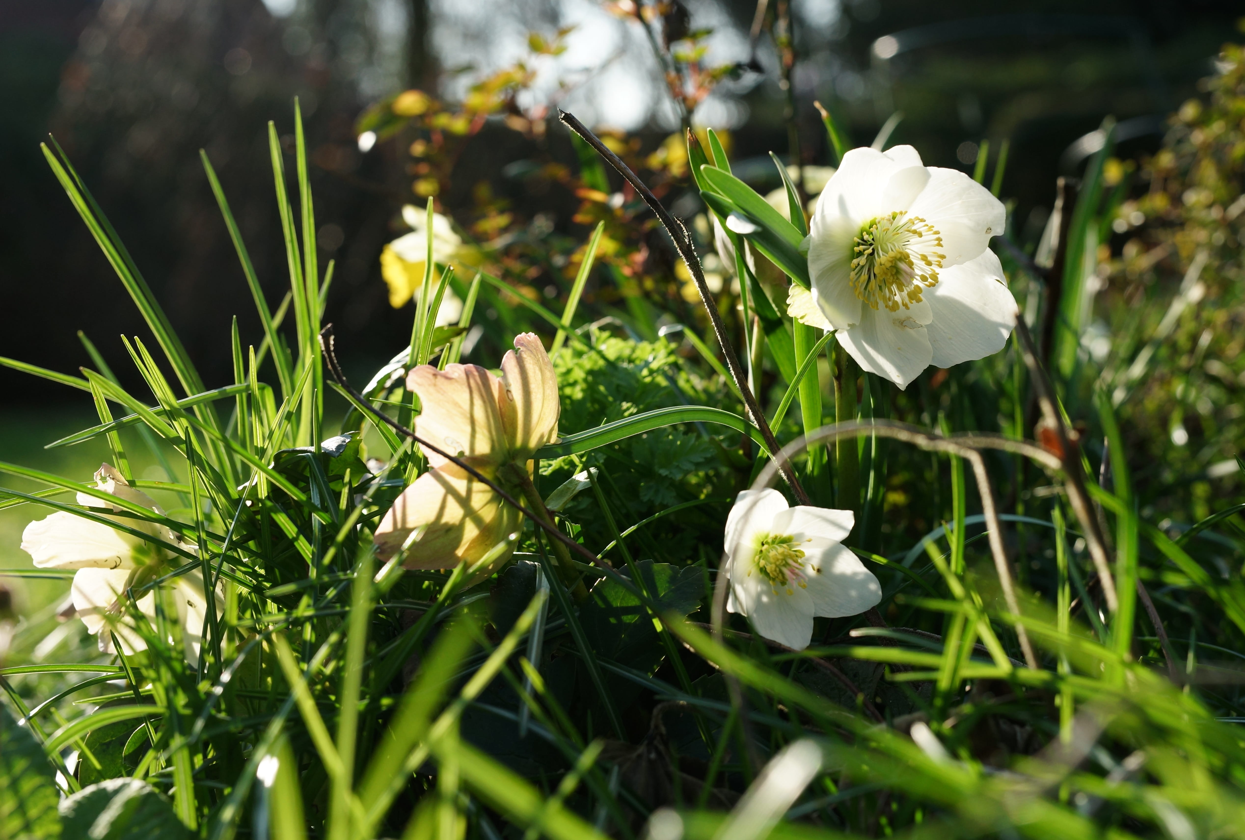 white, anemone blanda, springtime, petal, wild flowers, beauty in nature, toxic, no people, hellebore, early bloomer, nature, field, vulnerability, poisonous plant, HD Wallpaper