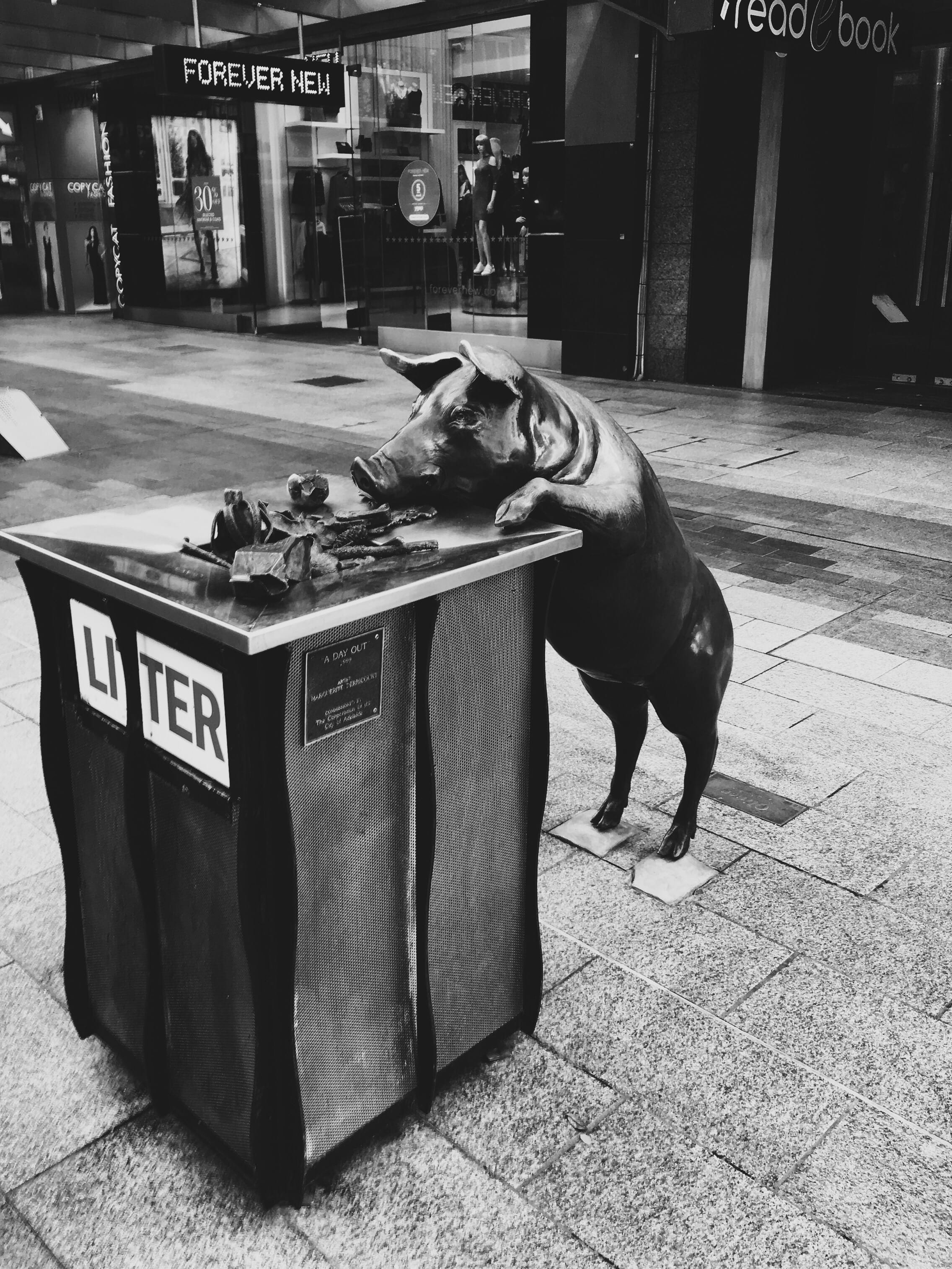 flooring, dog, canine, text, rundle mall, day, adelaide, pets, western script, animal, communication, domestic animals, animal themes, one animal, domestic, Phone HD Wallpaper