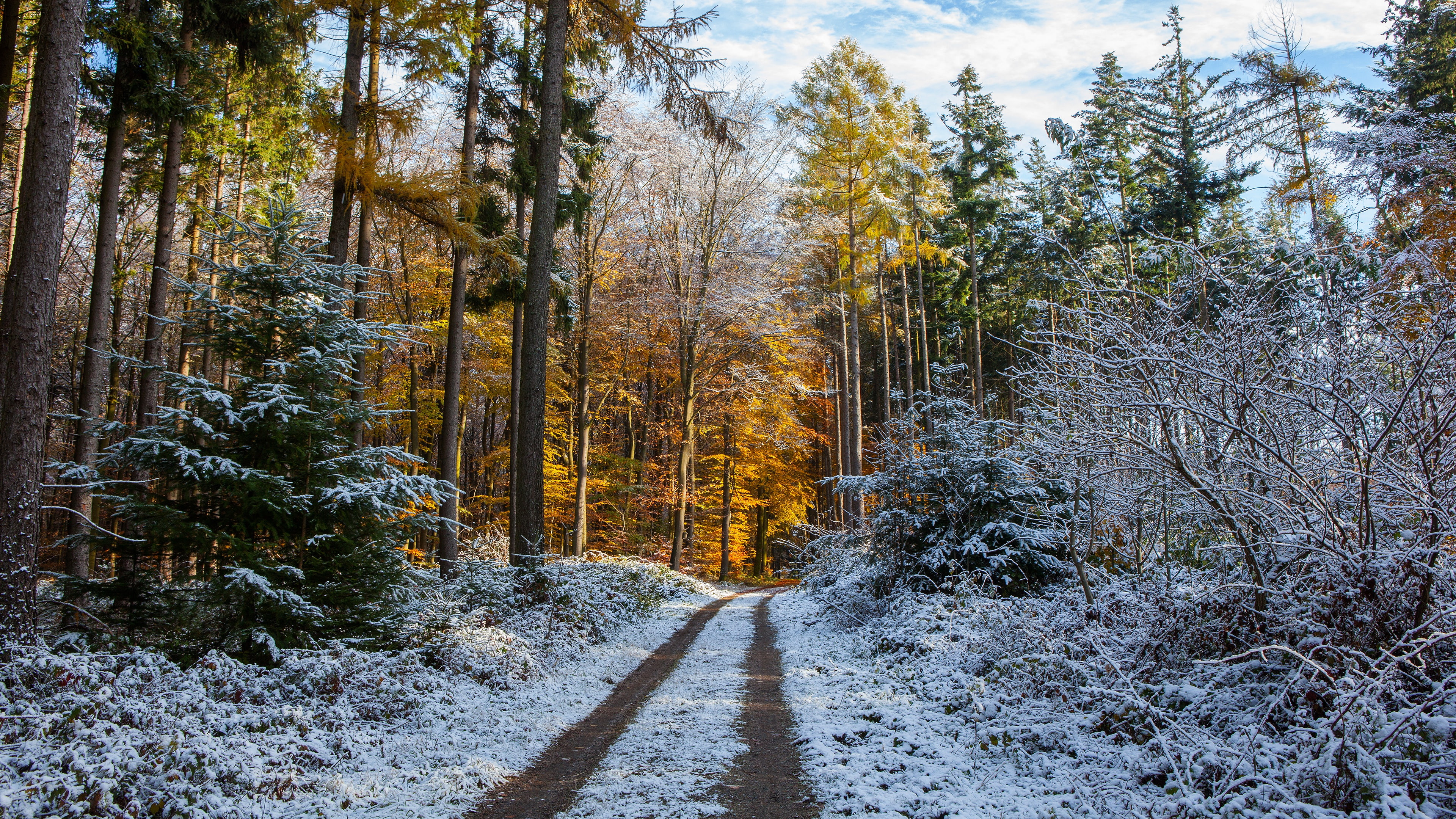 road, branches, the first snow, ate, Park, nature, autumn, late autumn, trunks, snow, forest, track, the sky, pine, herringbone, trees, the beginning of winter, HD Wallpaper