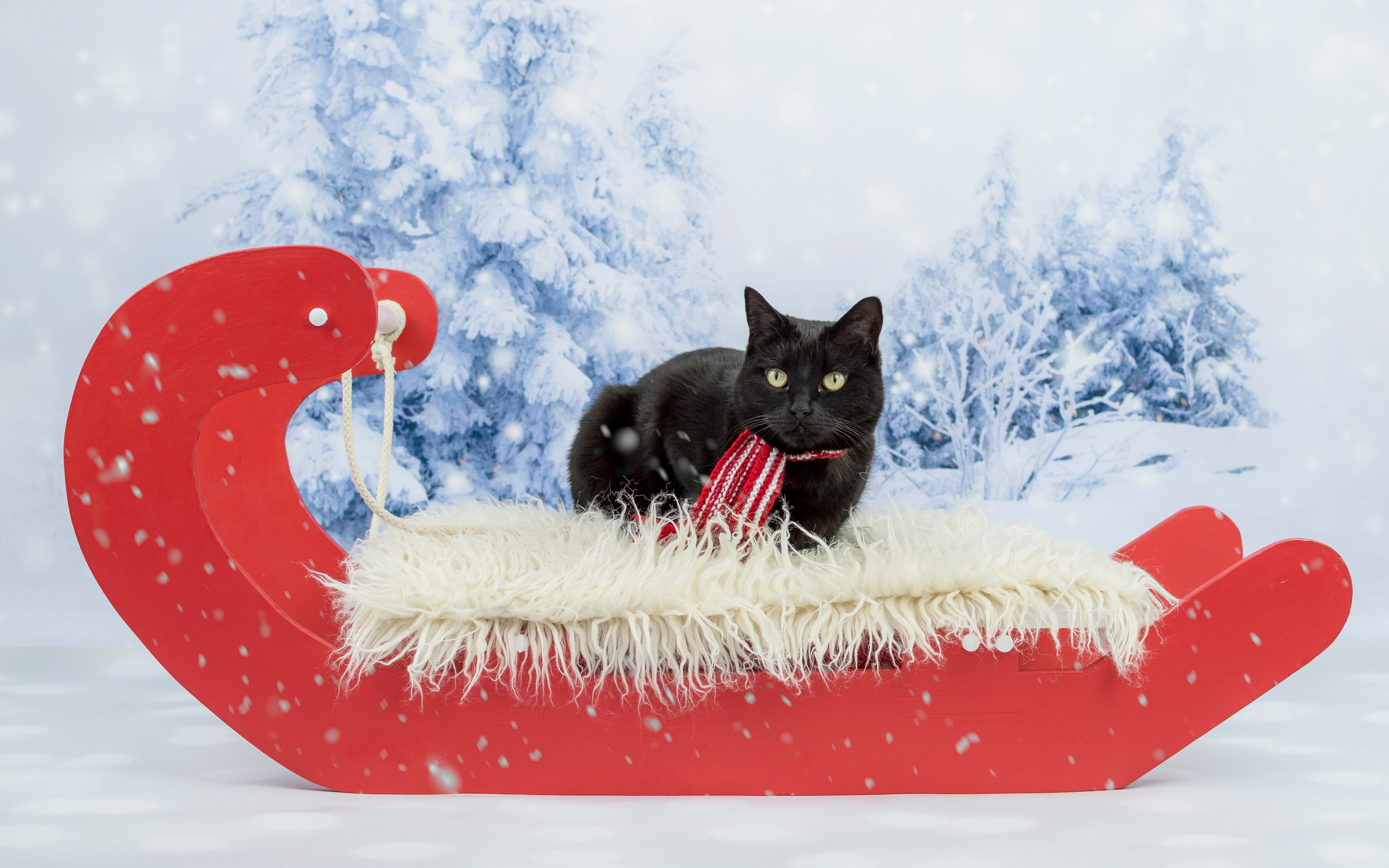 ate, snow, cat, winter, photoshoot, lies, green-eyed, Christmas, new year, black, woods, 4K, scarf, slide, looks, snowfall, red, fur, background, sleigh, HD Wallpaper