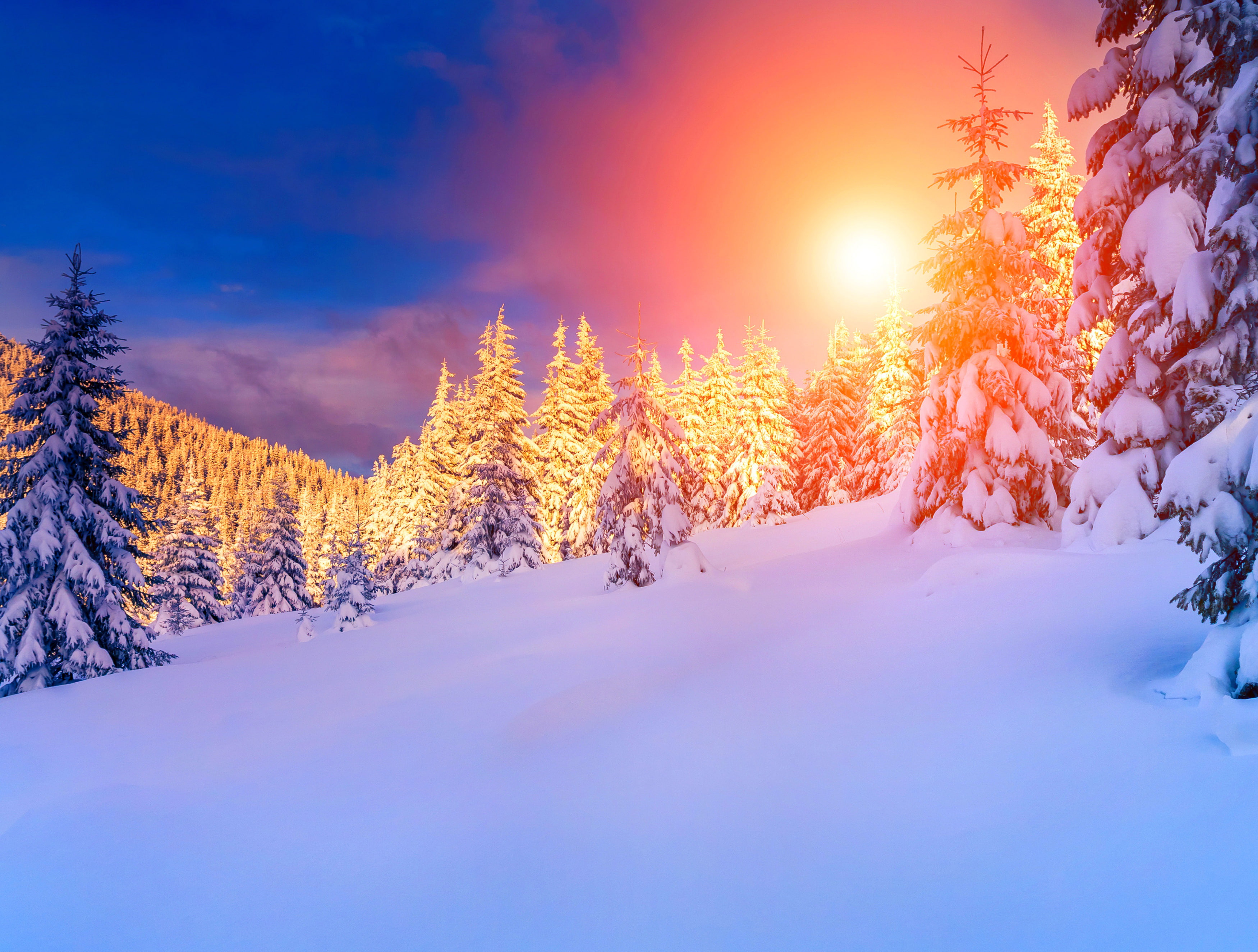 spruce Tree, covered, rural Scene, fog, beauty In Nature, weather, no People, blue, christmas, sky, non-Urban Scene, lens flare, fir Tree, dawn, snowcapped mountain, HD Wallpaper