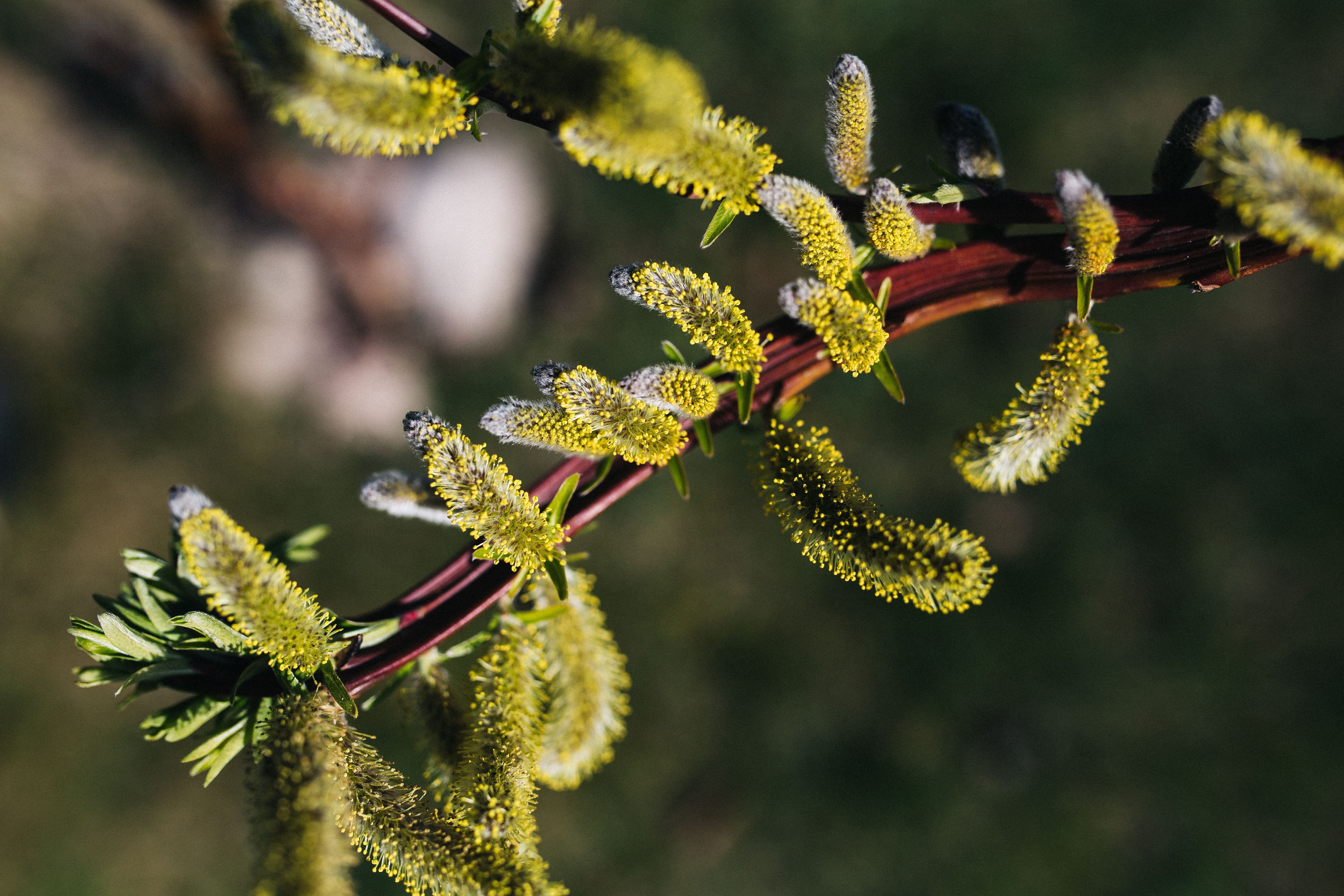 flower, vulnerability, plants, no people, focus on foreground, animals in the wild, green Color, freshness, frost, seedling, spring, animal, day, outdoors, HD Wallpaper