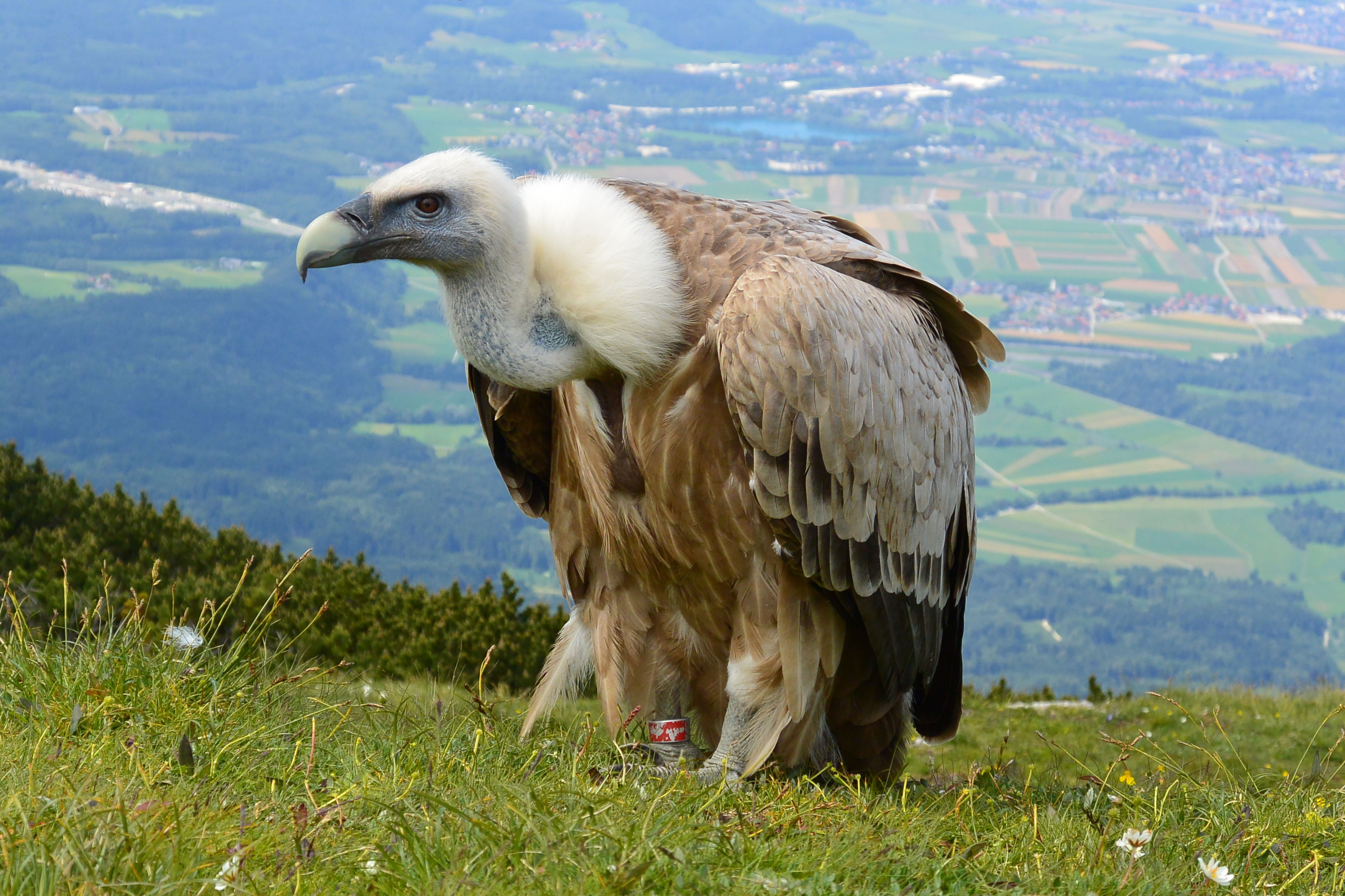 day, animal, mountain, animal wildlife, eagle - bird, grass, one animal, vertebrate, landscape, nature, plant, vulture, animal themes, ground, unterberg, HD Wallpaper