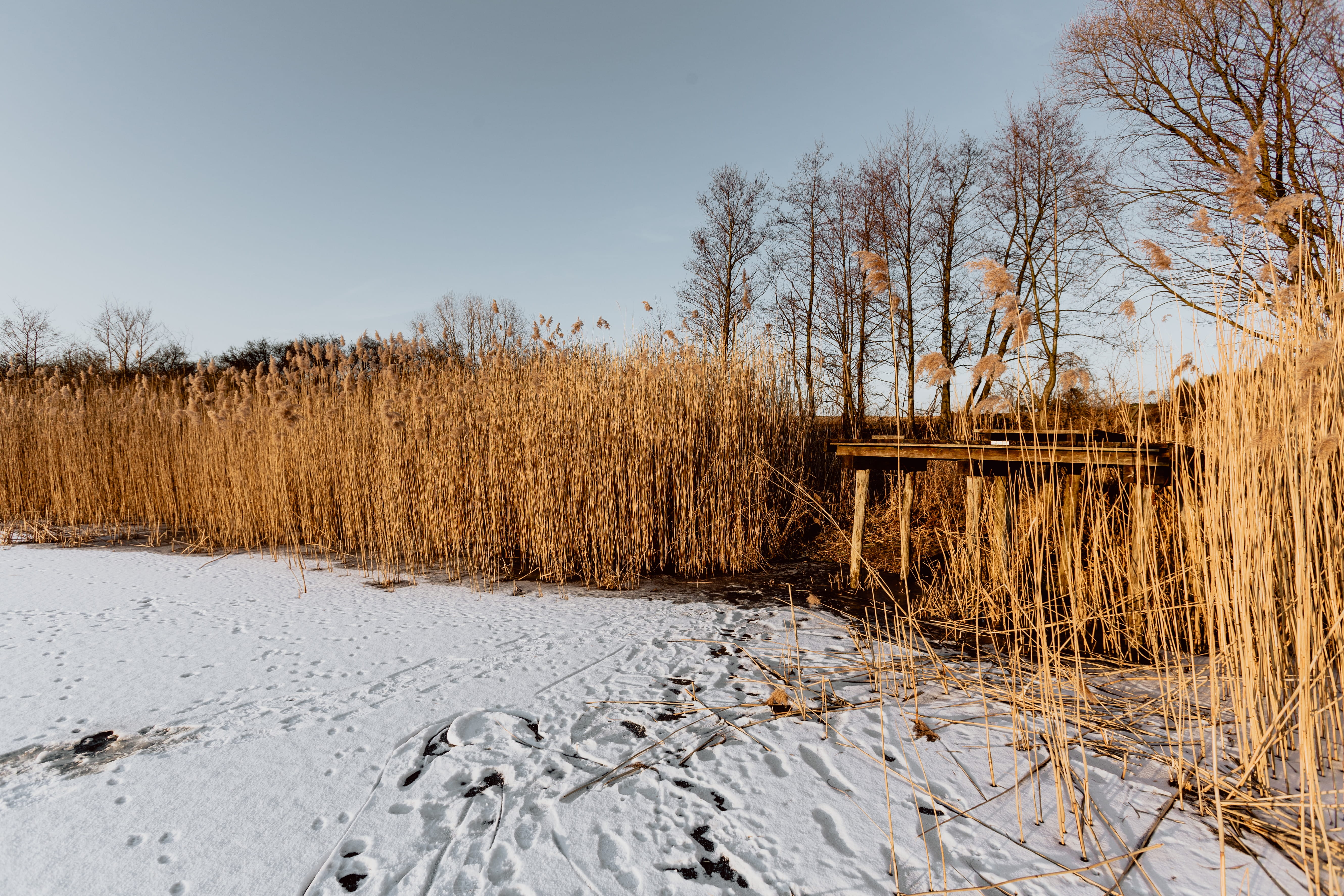 frozen, tranquility, bare tree, lake, outdoors, land, winter, landscape, sunset, grass, no people, tranquil scene, sky, tree, swamp, cold temperature, adventure, HD Wallpaper