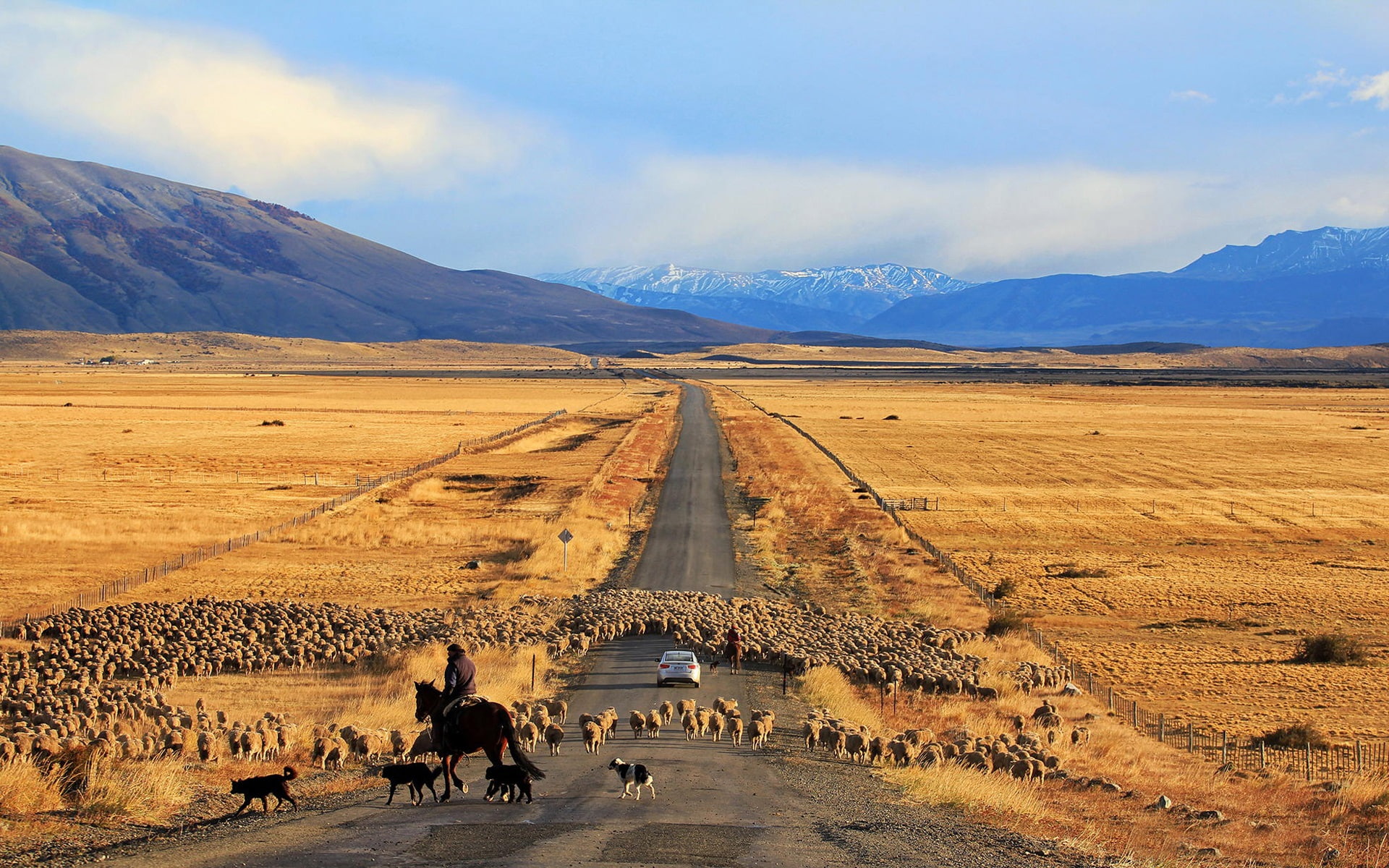 Patagonia, Road, 1080P, Chile, Fields, Golden, Sheep, HD Wallpaper