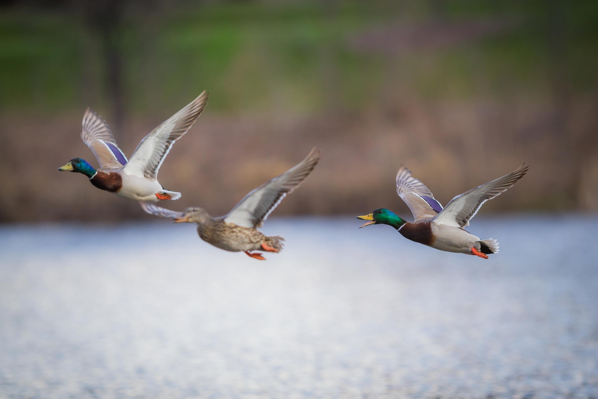 focus on foreground, animal, three animals, bird, seagull, animals, animal themes, duck, spread wings, outdoors, motion, animal wildlife, vertebrate, day, HD Wallpaper