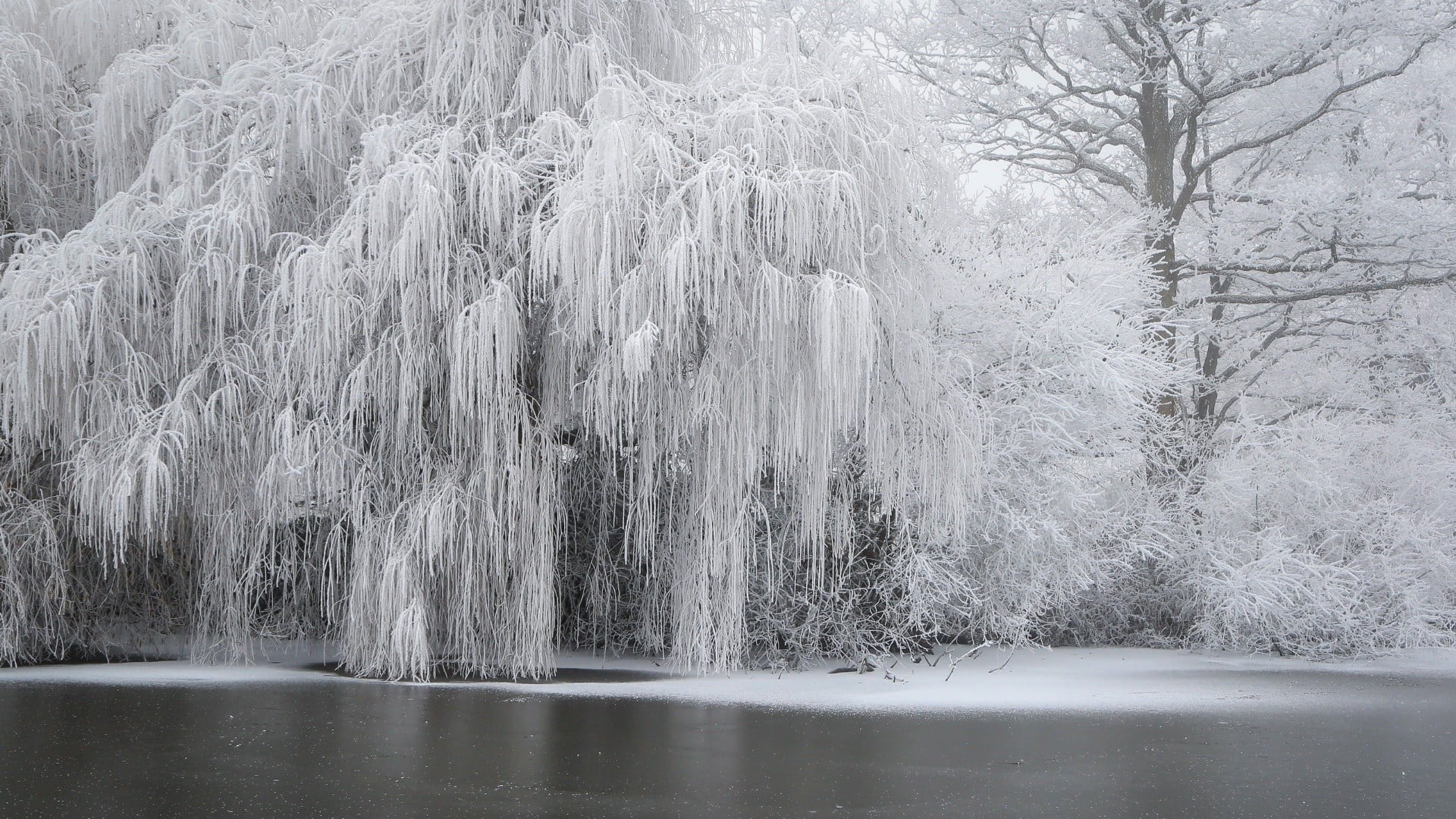 tranquility, outdoors, plant, water, leafed, tree, flowing water, ice, lake, cold temperature, 1080P, waterfront, trees, forest, beauty in nature, no people, HD Wallpaper