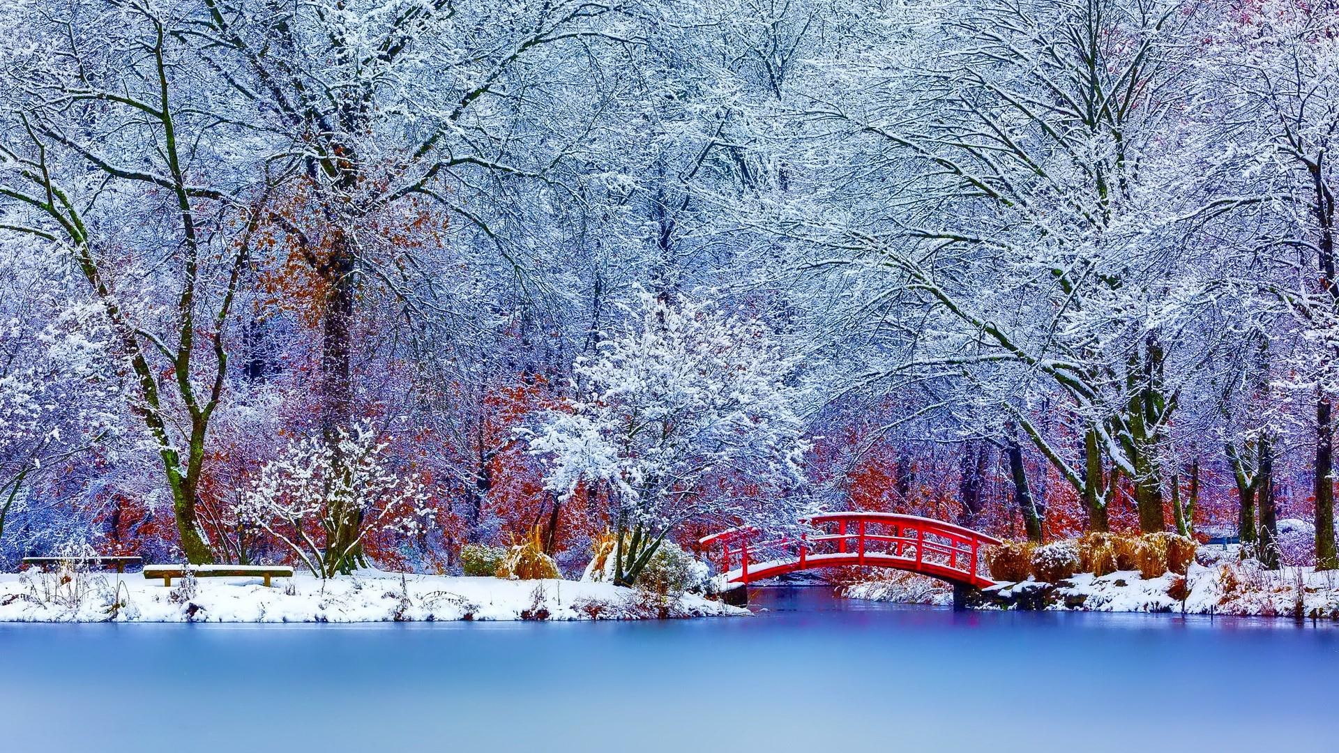 branch, winter, nature, daytime, river, 1080P, waterway, bridge, frozen, snow, red bridge, water, forest, frost, freezing, reflection, lake, tree, HD Wallpaper