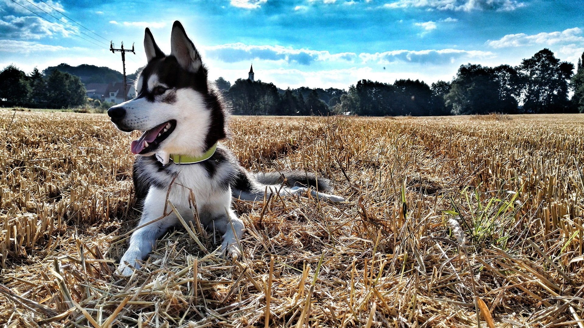outdoors, land, nature, no people, field, grass, dog, one animal, animal, tree, 1080P, border collie, day, domestic animals, vertebrate, sky, mammal, cloud - sky, HD Wallpaper