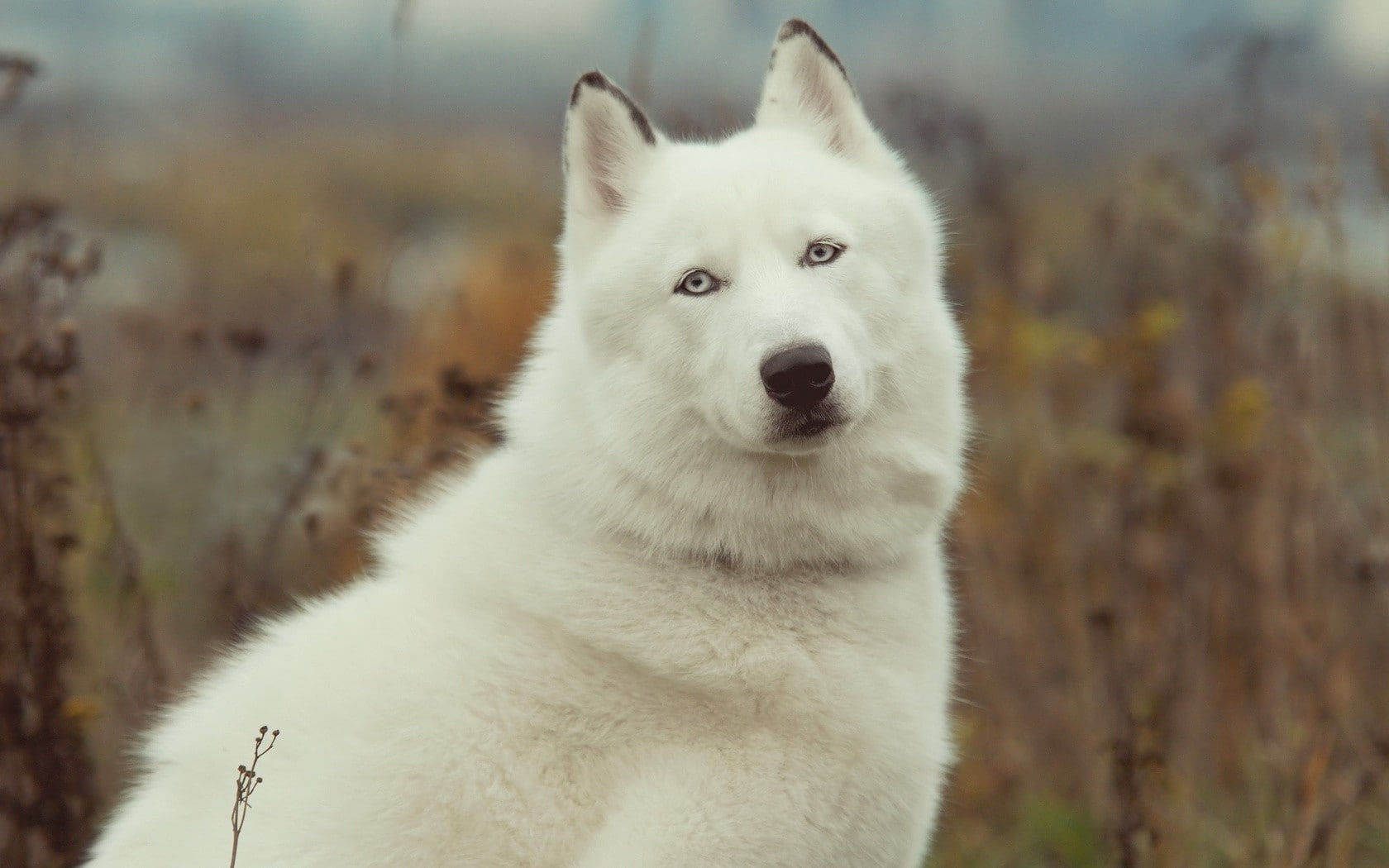720P, dog, animals, Siberian Husky, HD Wallpaper