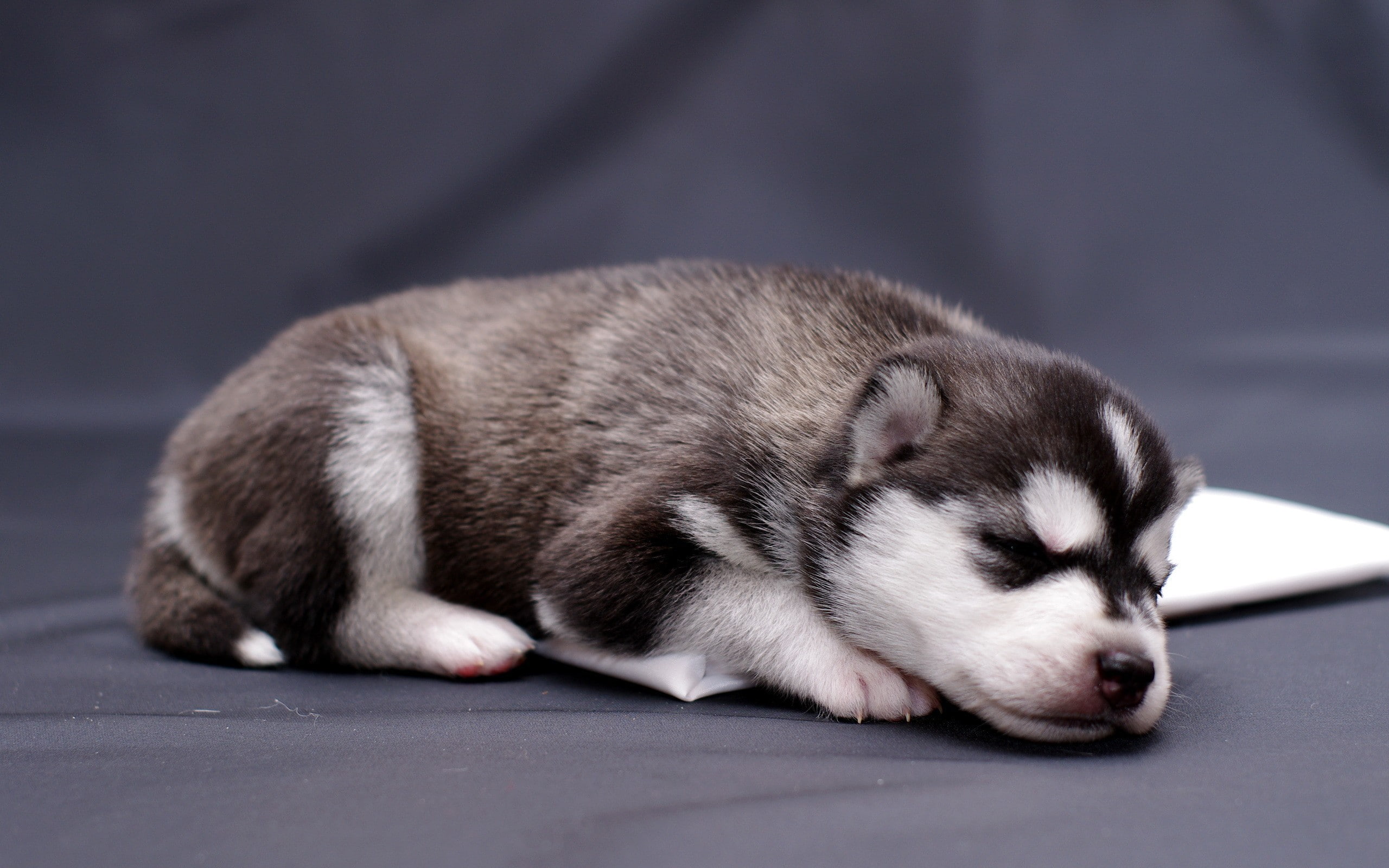 lying down, mammal, sleeping, dog, Siberian Husky, puppies, small, pets, indoors, eyes closed, studio shot, animal, gray, full length, close-up, 2K, domestic animals, HD Wallpaper